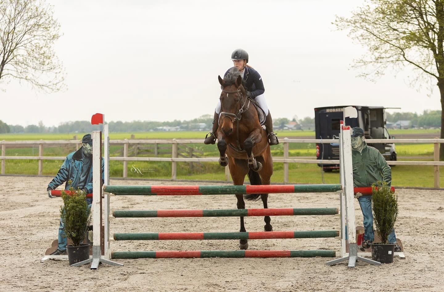 kwpn springpaard merrie 5 歳 donkerbruin 売り出し中 - 写真 3
