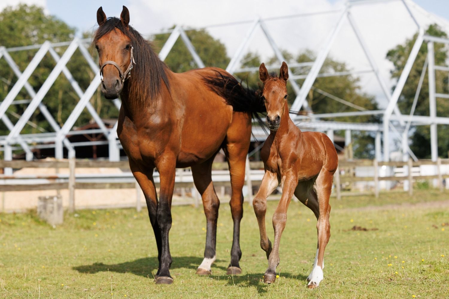 kwpn springpaard merrie 4 jaar bruin te koop - Foto 5