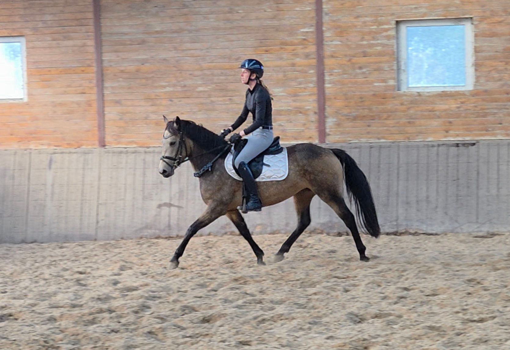 connemara allround-pony merrie 3 ans andere-kleur à vendre - Photo 5