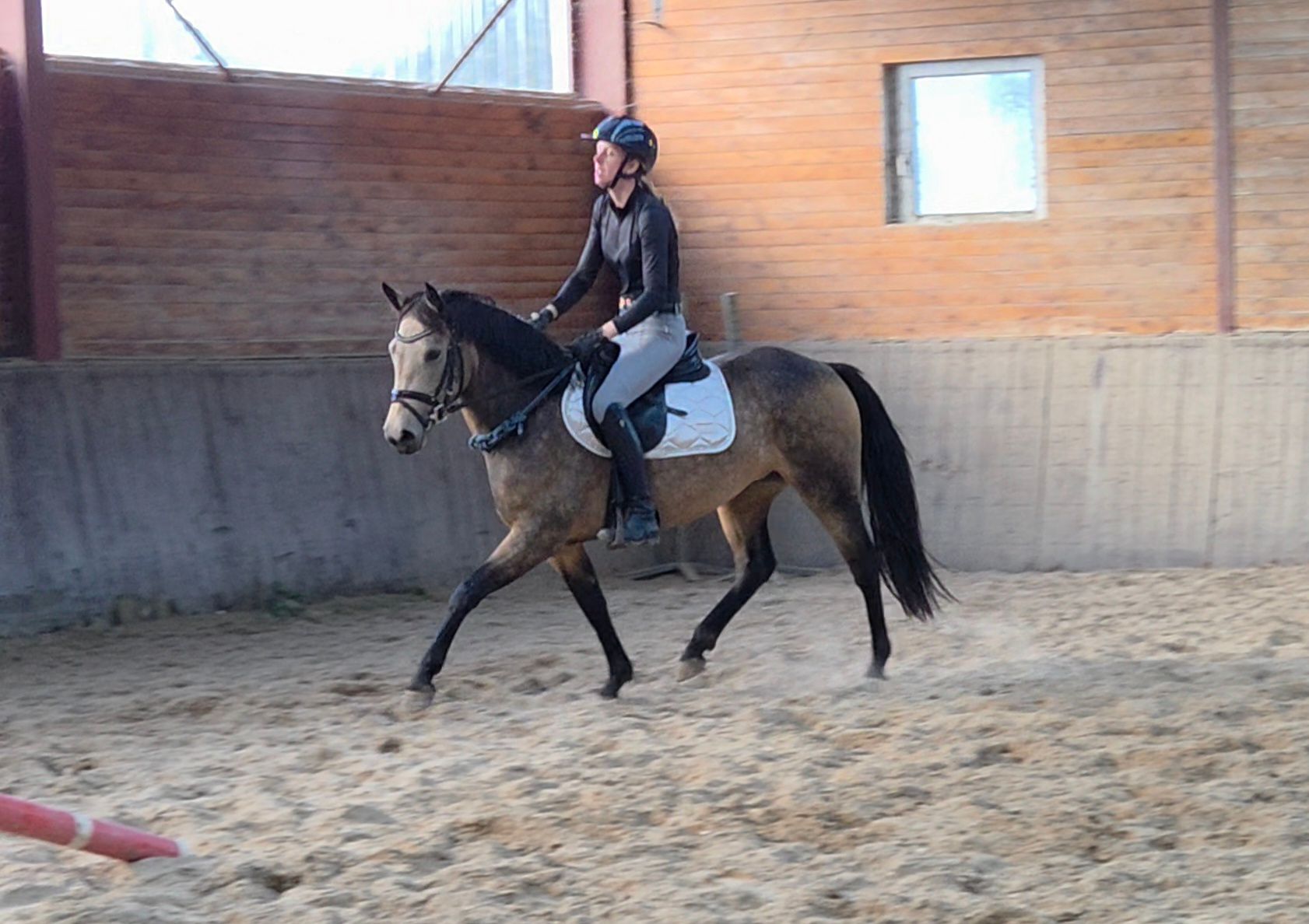 connemara allround-pony merrie 3 ans andere-kleur à vendre - Photo 6
