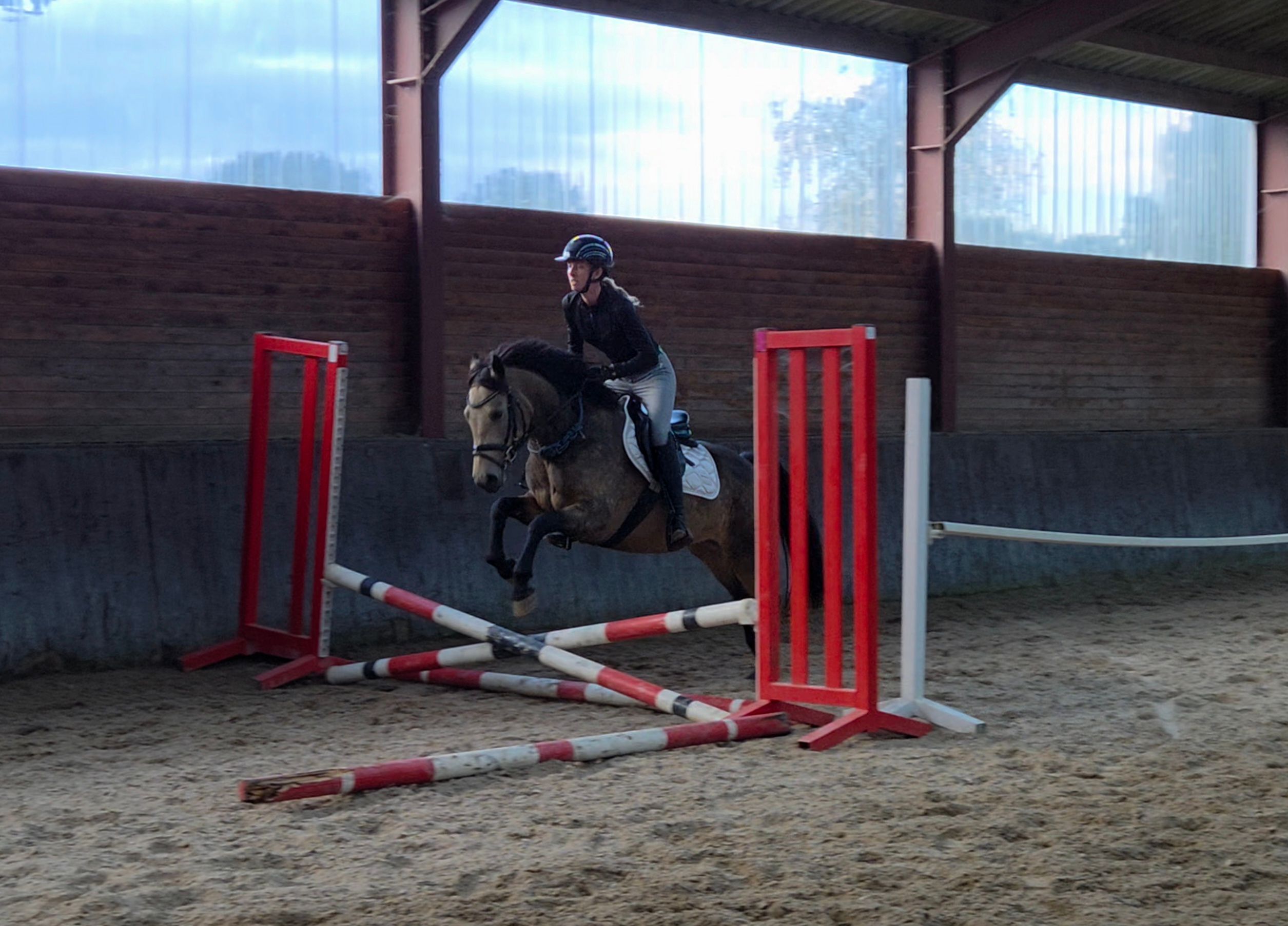 connemara allround-pony merrie 3 ans andere-kleur à vendre - Photo 4