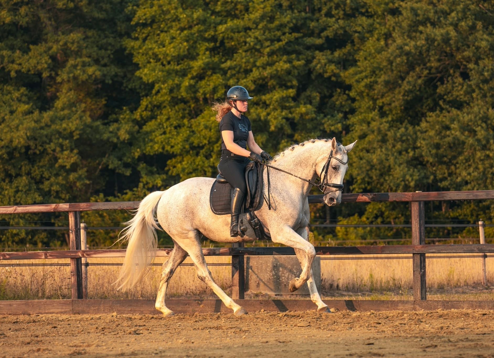 kwpn dressuurpaard merrie 10 years old schimmel for sale - Photo 3