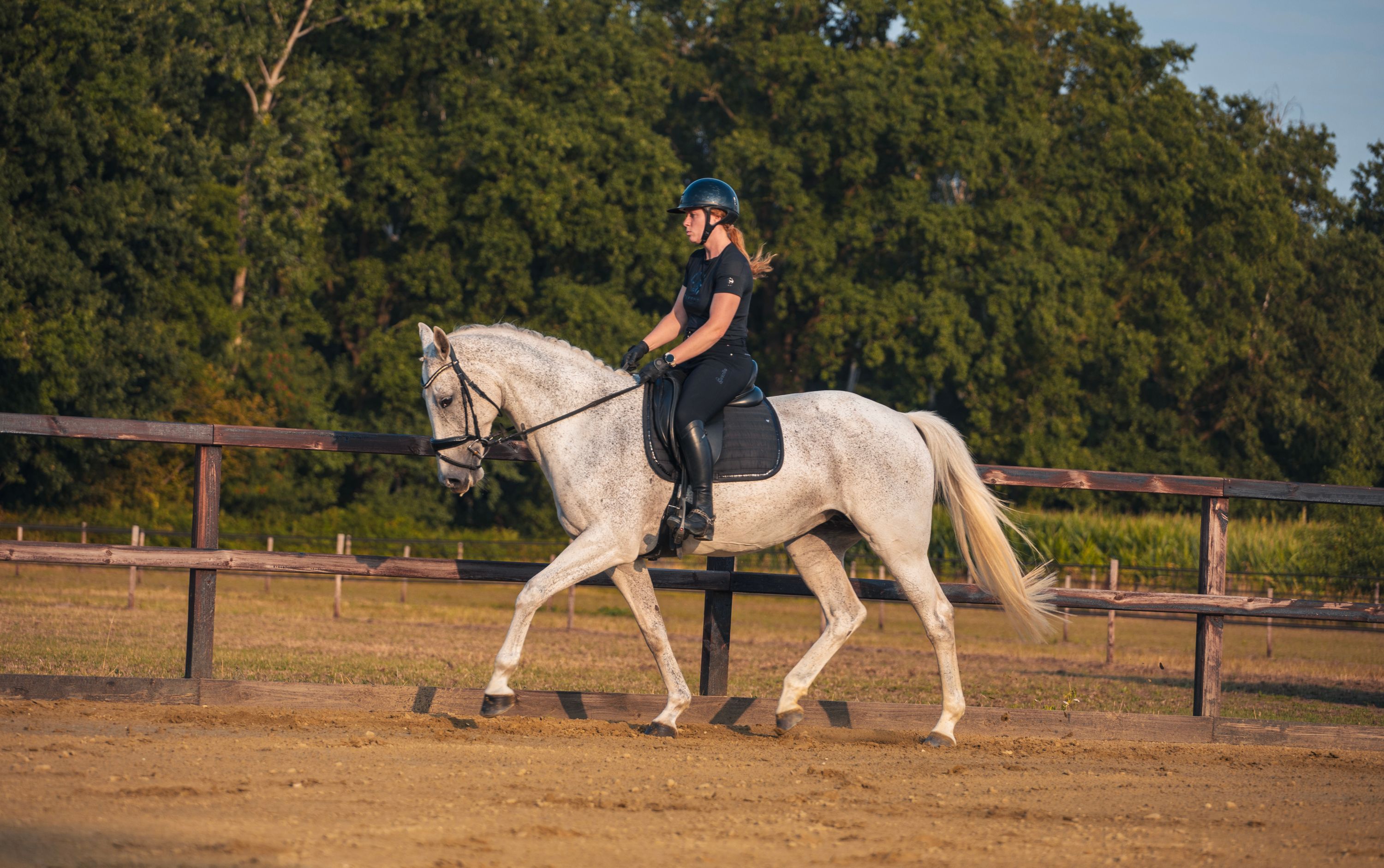 kwpn dressuurpaard merrie 10 years old schimmel for sale - Photo 4