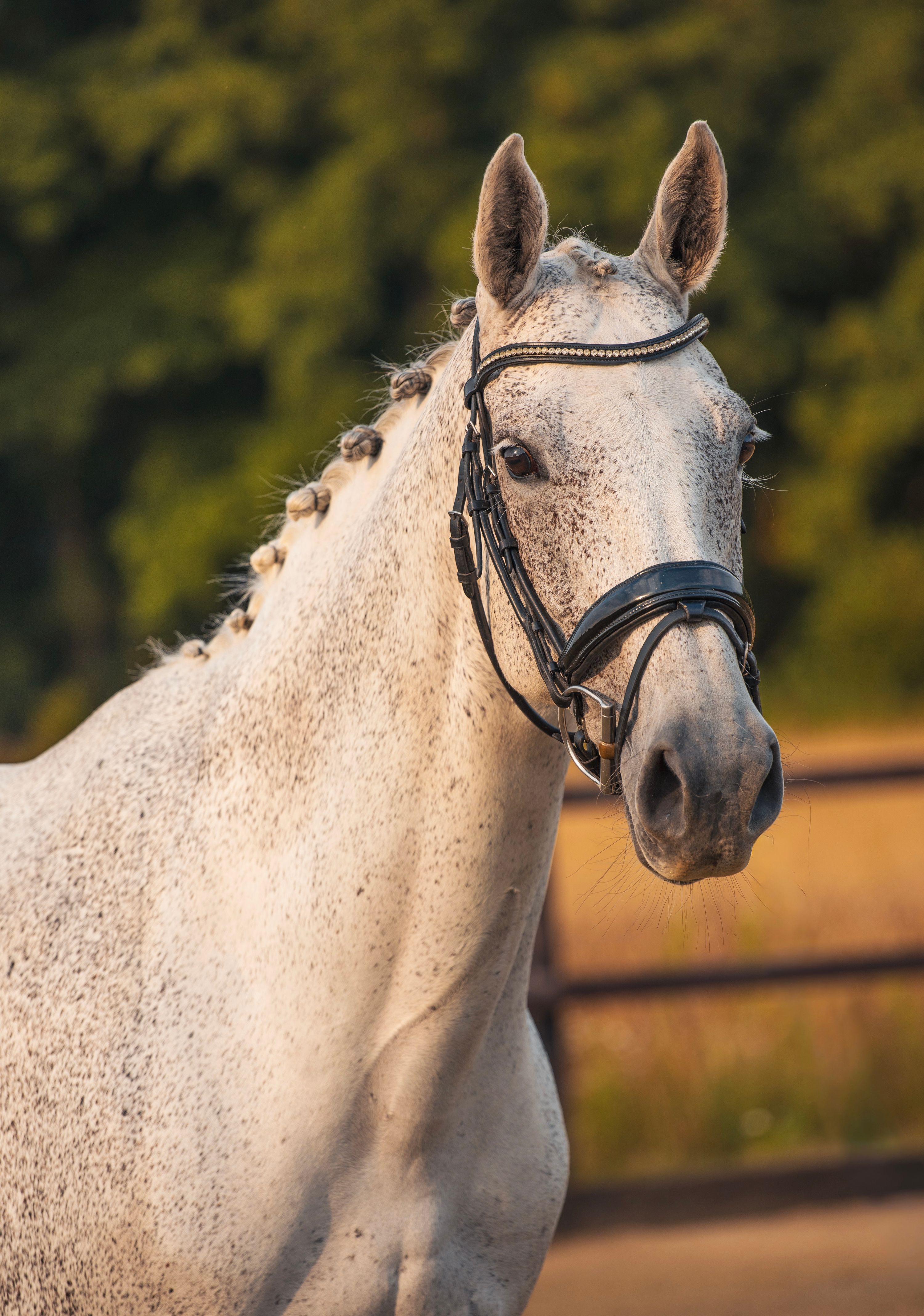 kwpn dressuurpaard merrie 10 years old schimmel for sale - Photo 2