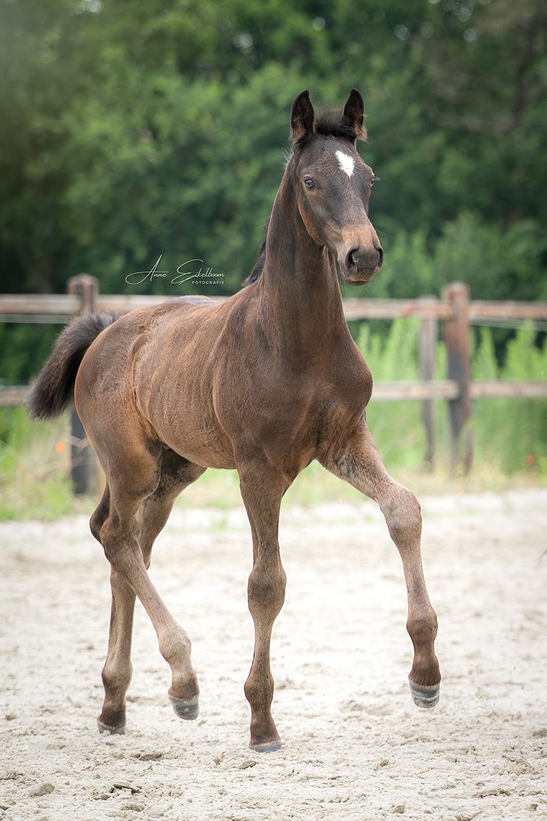 kwpn dressuurpaard hengst 0 歳 zwart 売り出し中 - 写真 4
