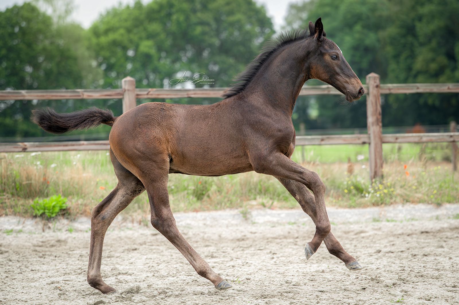kwpn dressuurpaard hengst 0 歳 zwart 売り出し中 - 写真 3