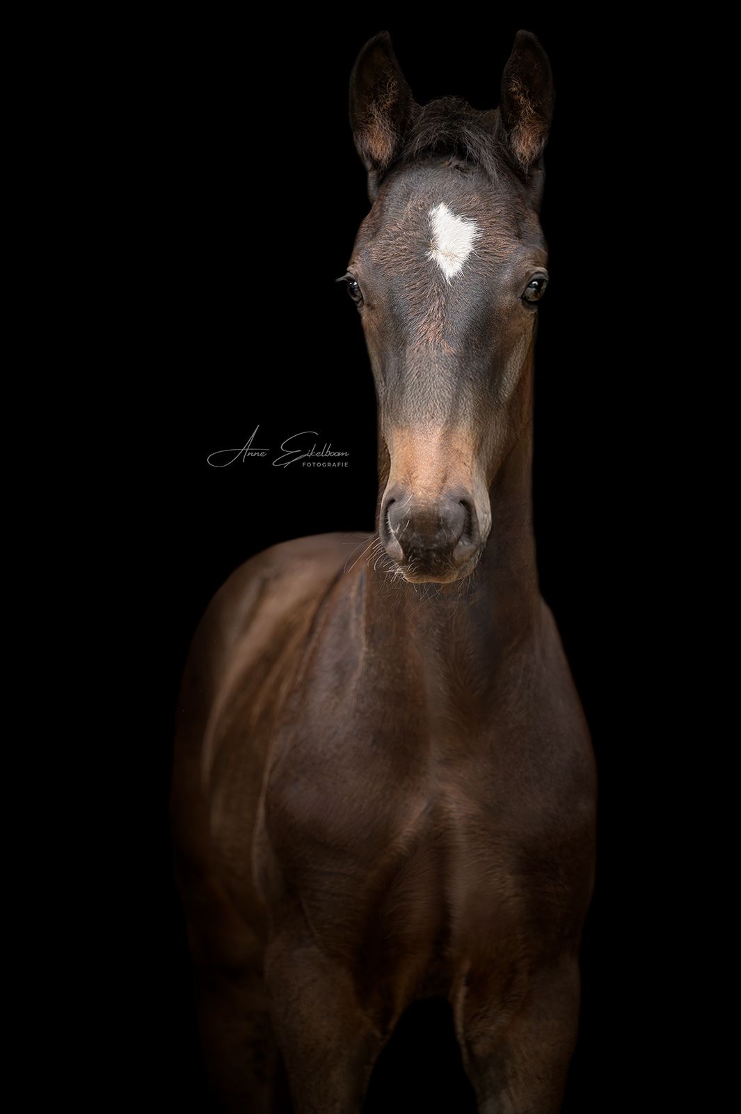 kwpn dressuurpaard hengst 0 歳 zwart 売り出し中 - 写真 2