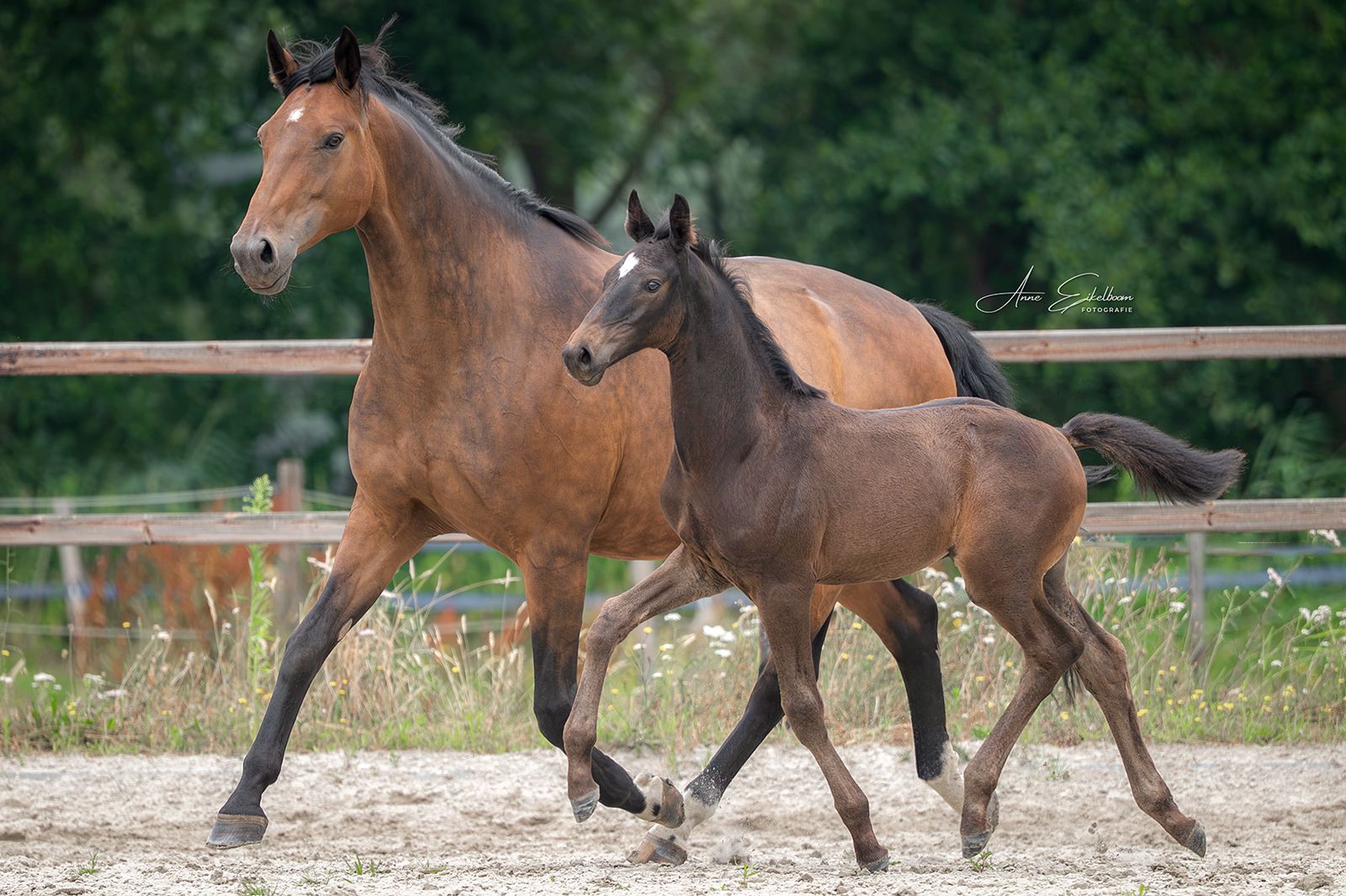 kwpn dressuurpaard hengst 0 歳 zwart 売り出し中 - 写真 5