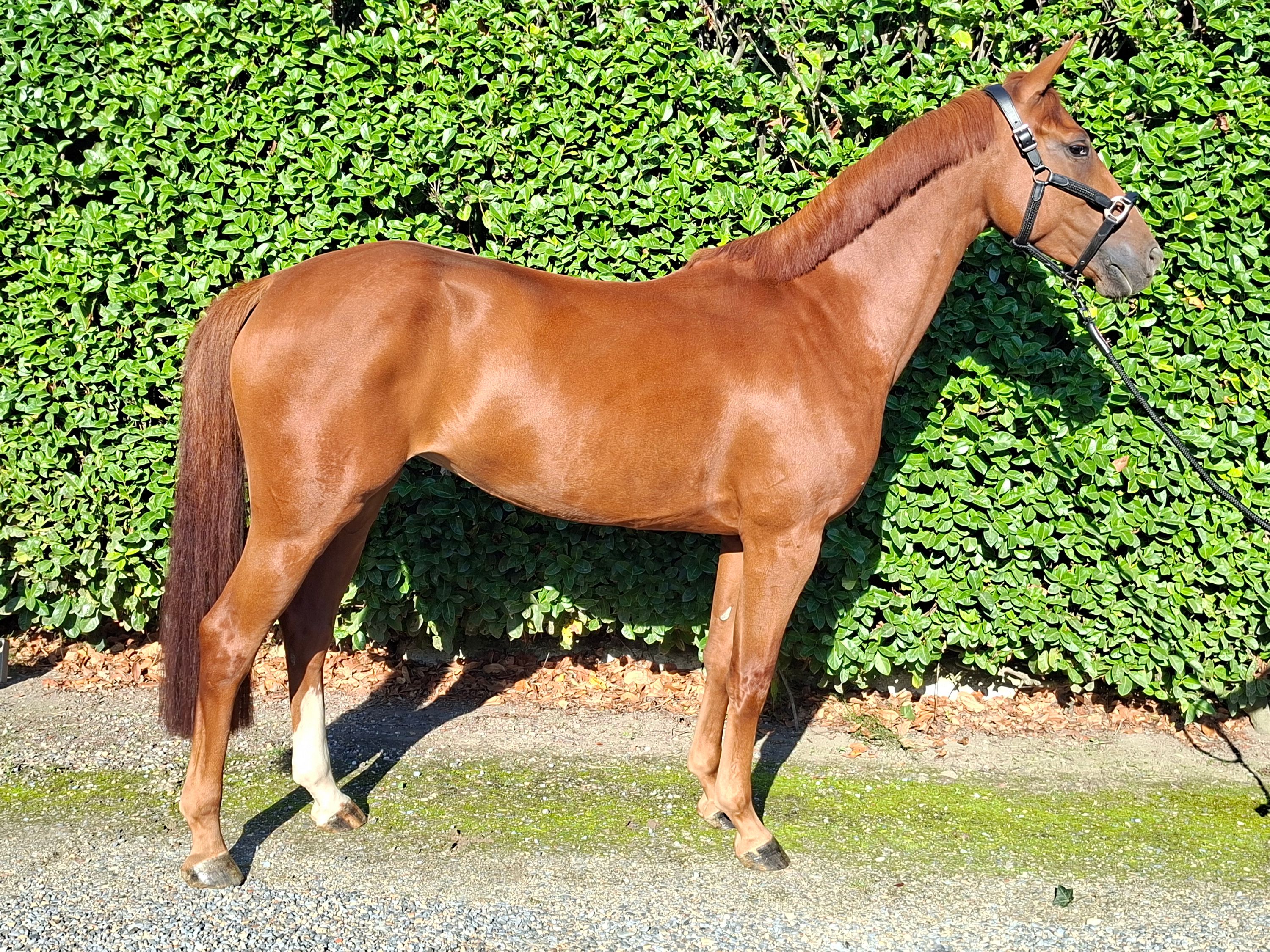 Nice-to-ride 6-year-old mare