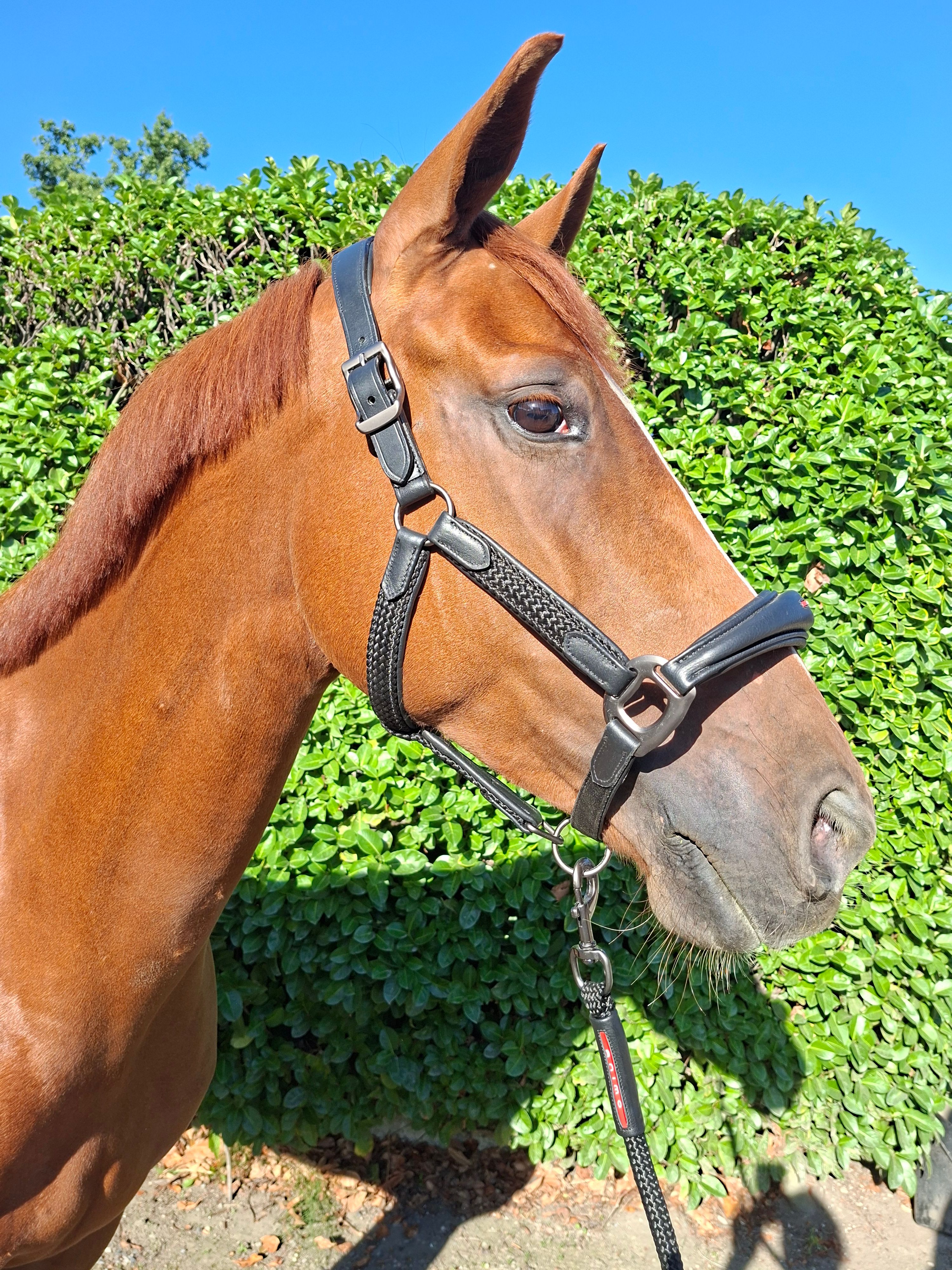 nrps dressuurpaard merrie 6 years old vos for sale - Photo 2