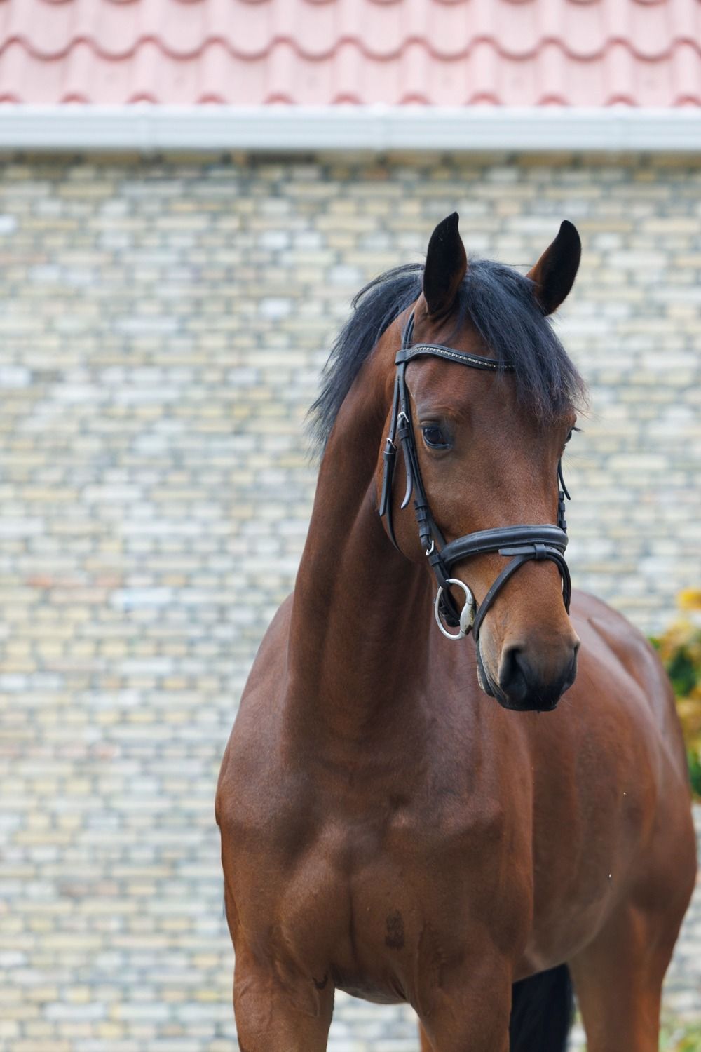 kwpn springpaard merrie 4 jaar bruin te koop - Foto 3