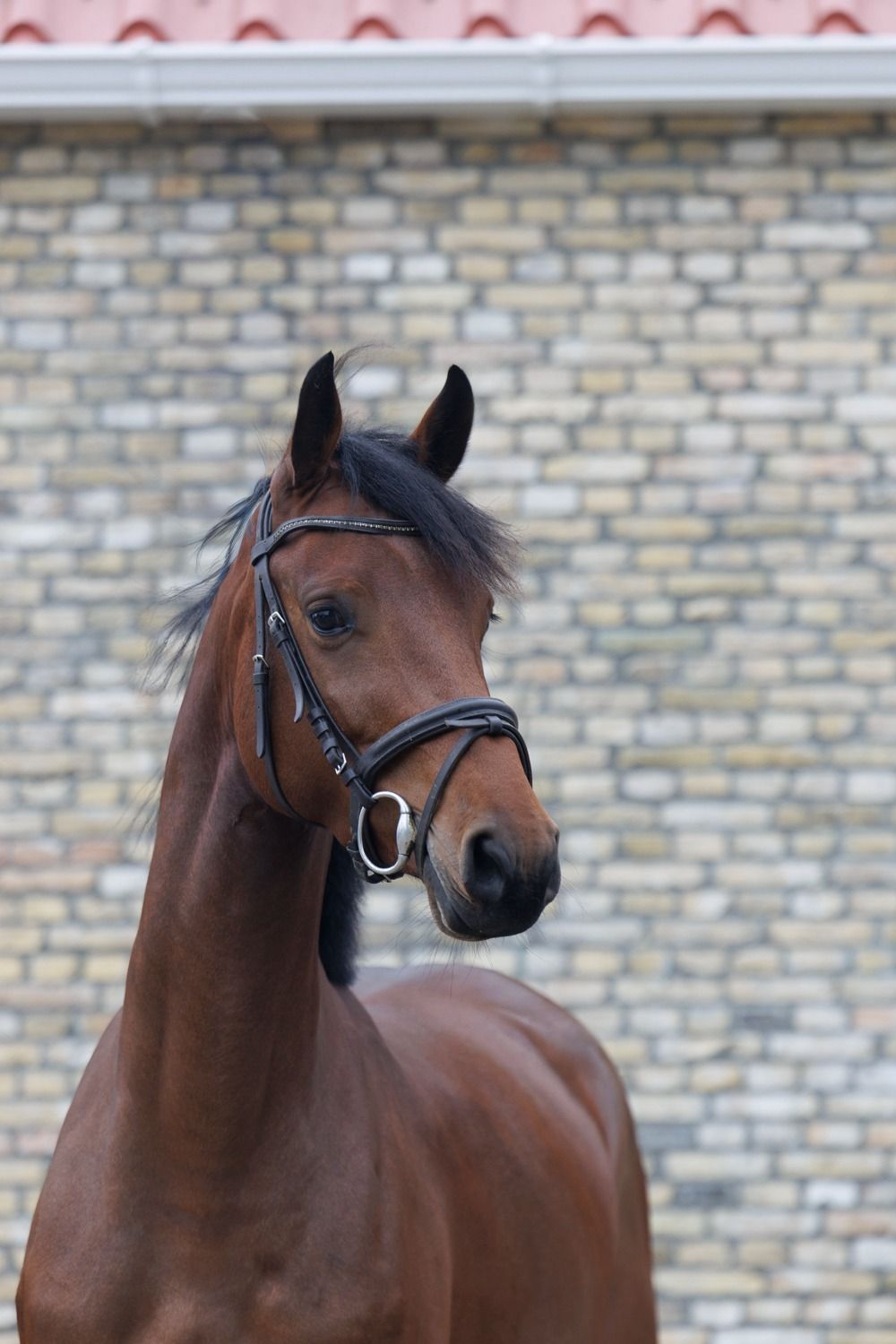 kwpn springpaard merrie 4 jaar bruin te koop - Foto 2