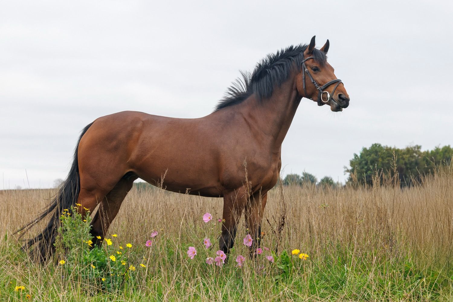 kwpn springpaard merrie 4 jaar bruin te koop - Foto 4