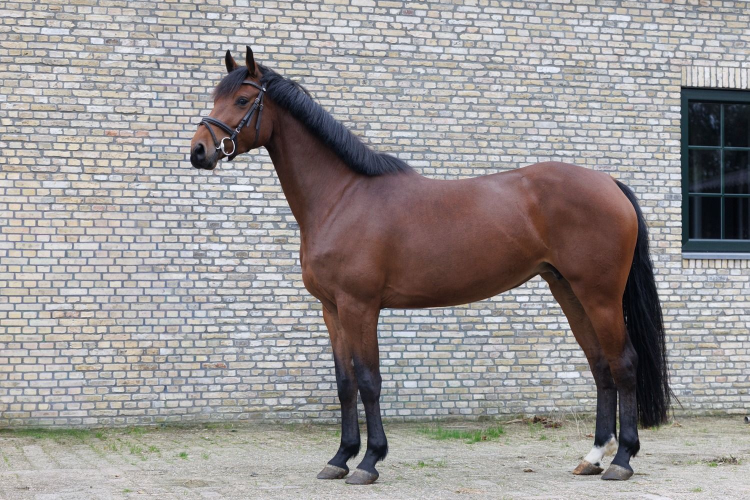 Leuke werkwillige 4-jarige merrie van Douglas