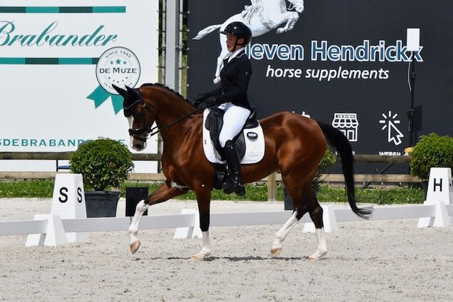 Prachtige schoolmaster FEI Dressage / allround  pony te koop