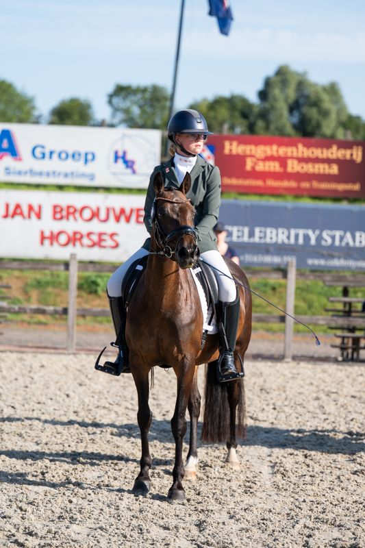 welsh dressuurpony merrie 8 år bruin till salu - Foto 2