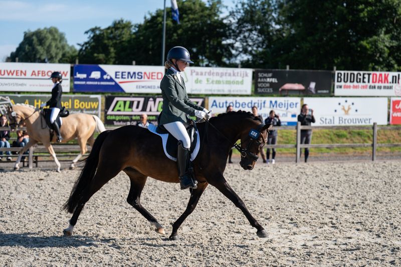welsh dressuurpony merrie 8 år bruin till salu - Foto 3