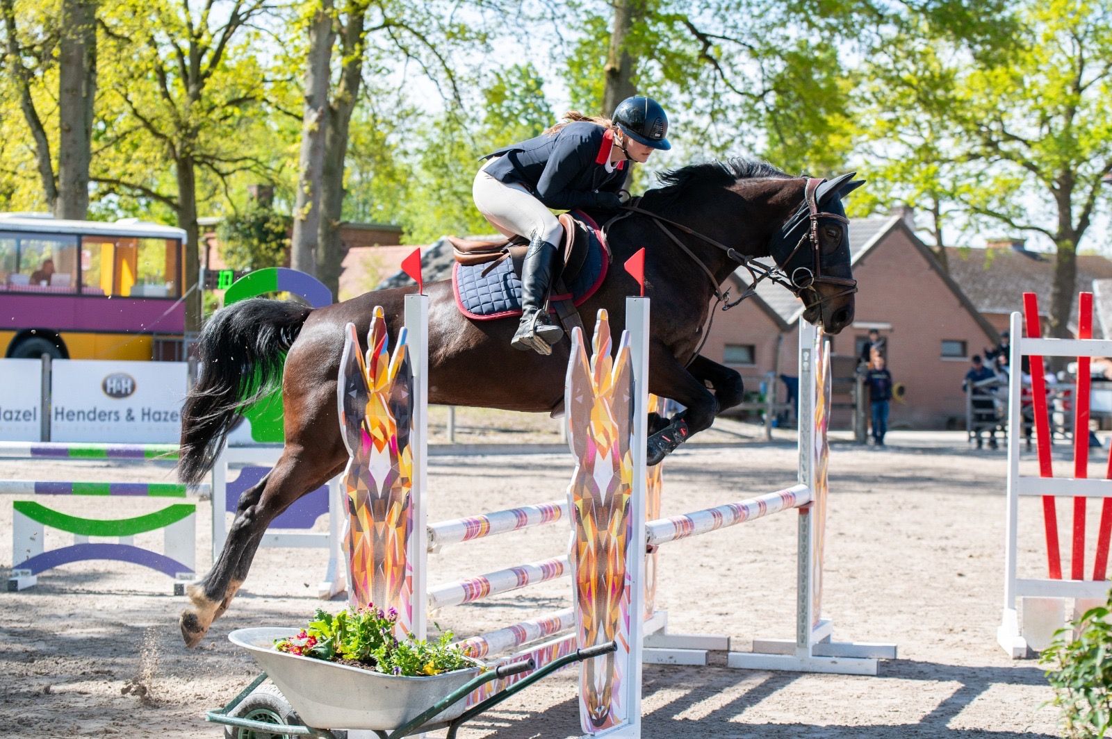 Cheval de saut d'obstacles avec de très bons papiers
