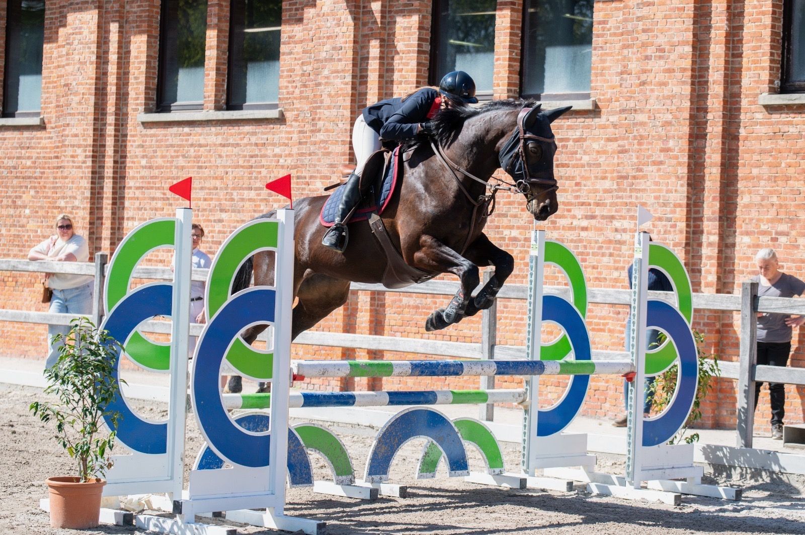 bwp springpaard merrie 8 ans donkerbruin à vendre - Photo 2