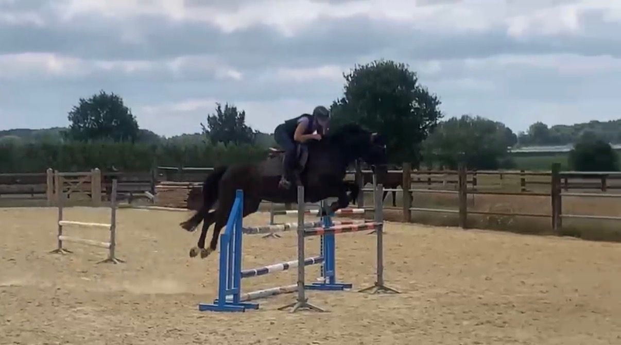bwp springpaard merrie 8 ans donkerbruin à vendre - Photo 3