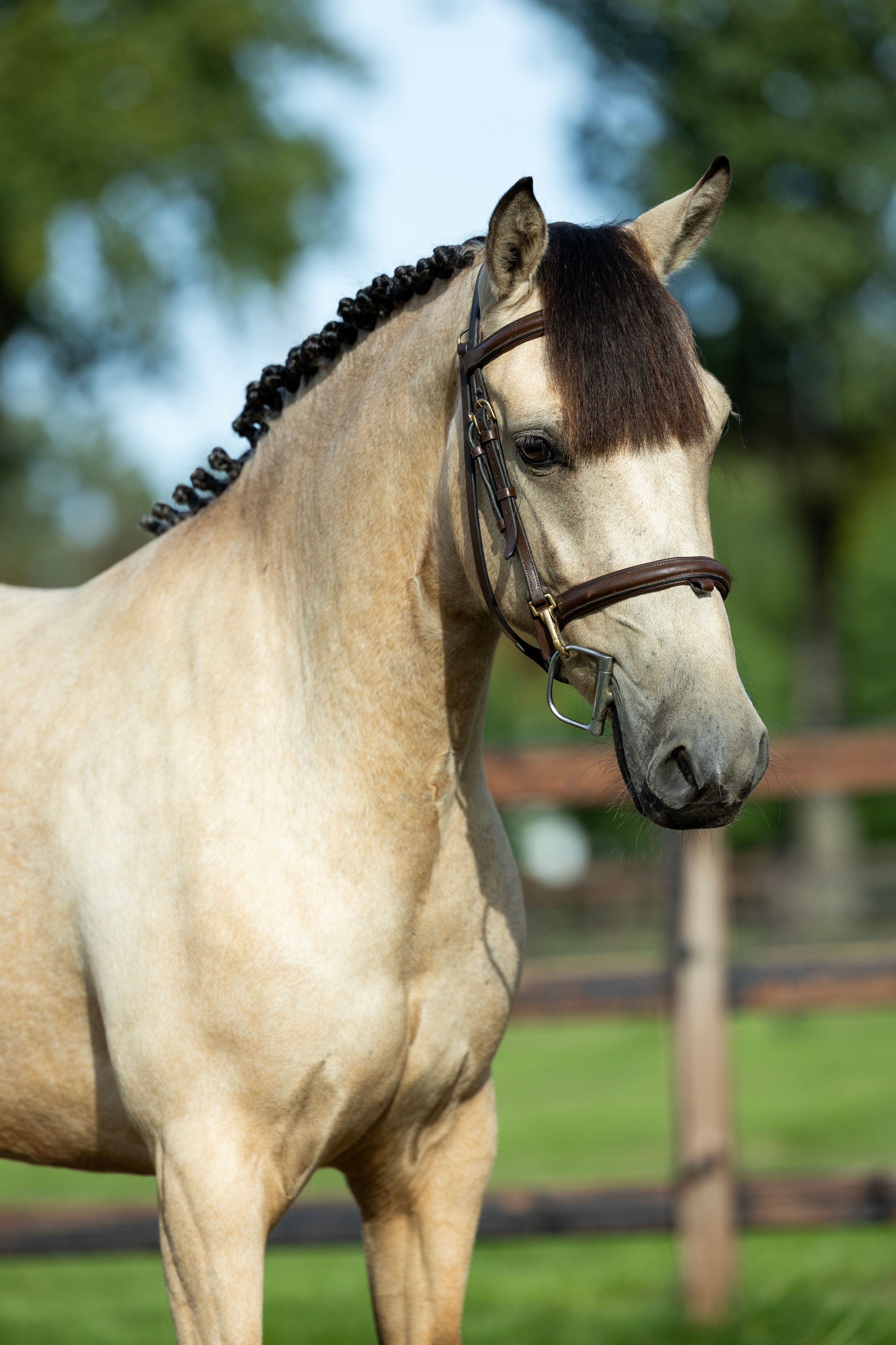 Lieve allround pony