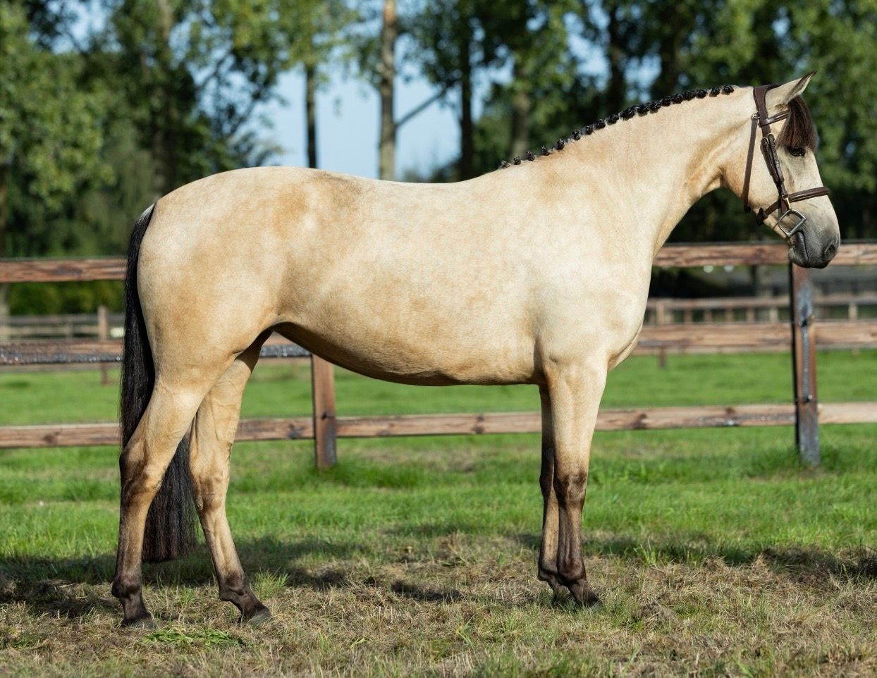 connemara allround-pony merrie 3 jaar andere-kleur te koop - Foto 2
