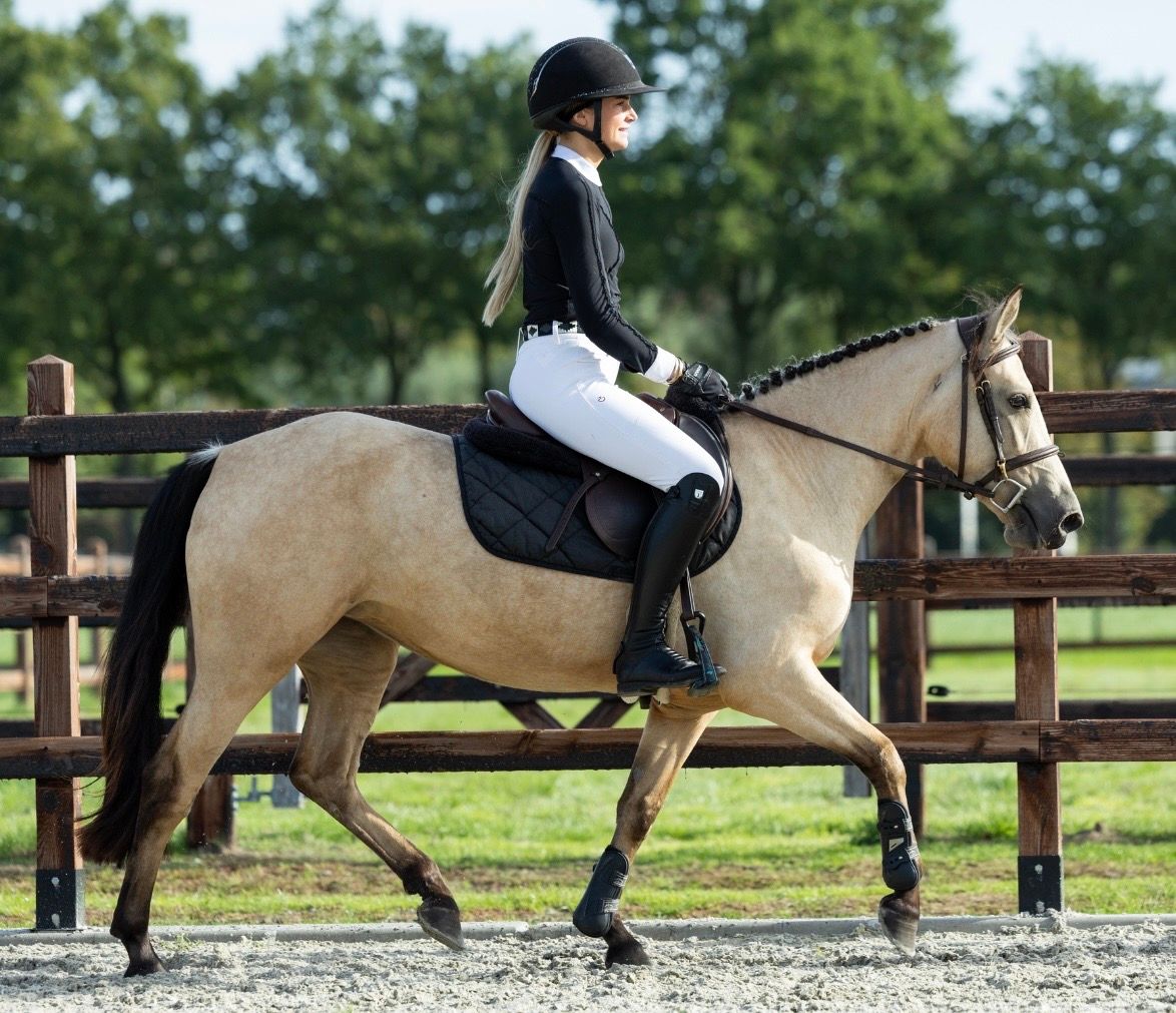 connemara allround-pony merrie 3 jaar andere-kleur te koop - Foto 3