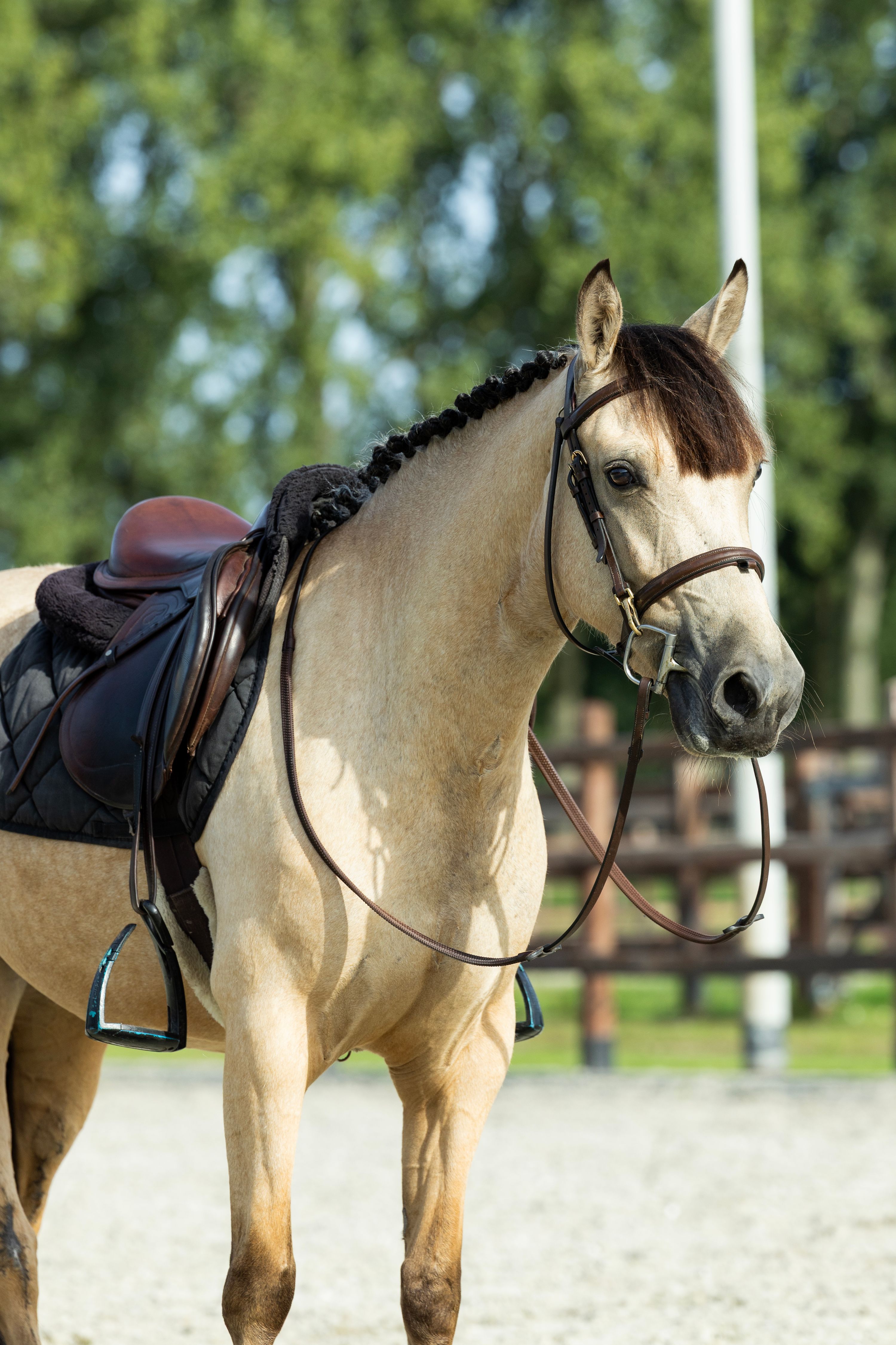 connemara allround-pony merrie 3 jaar andere-kleur te koop - Foto 4