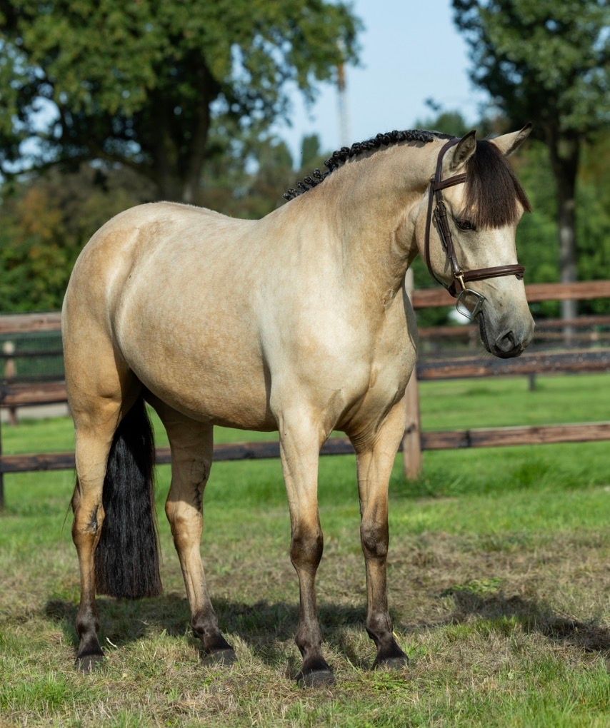 connemara allround-pony merrie 3 jaar andere-kleur te koop - Foto 5