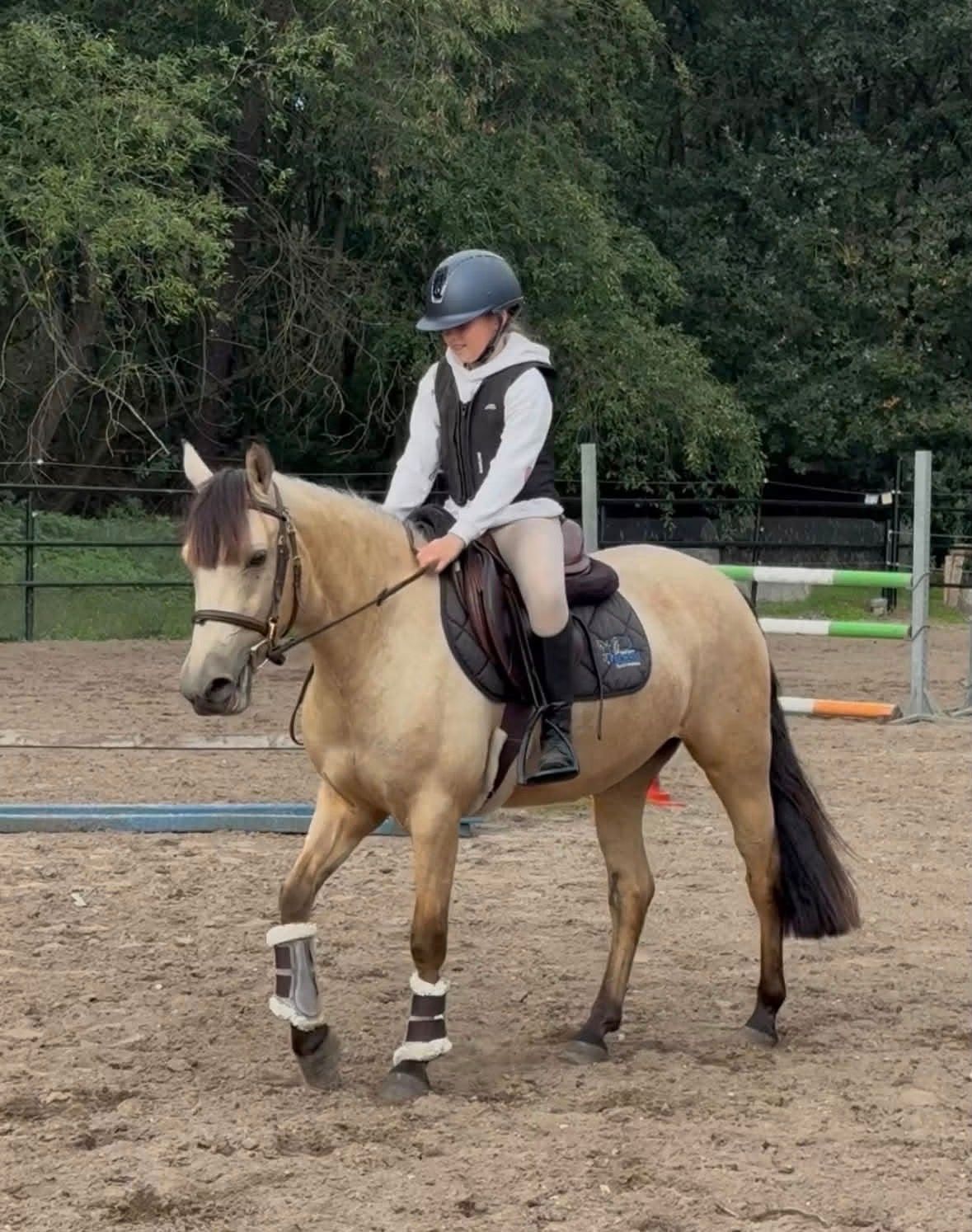 connemara allround-pony merrie 3 jaar andere-kleur te koop - Foto 6