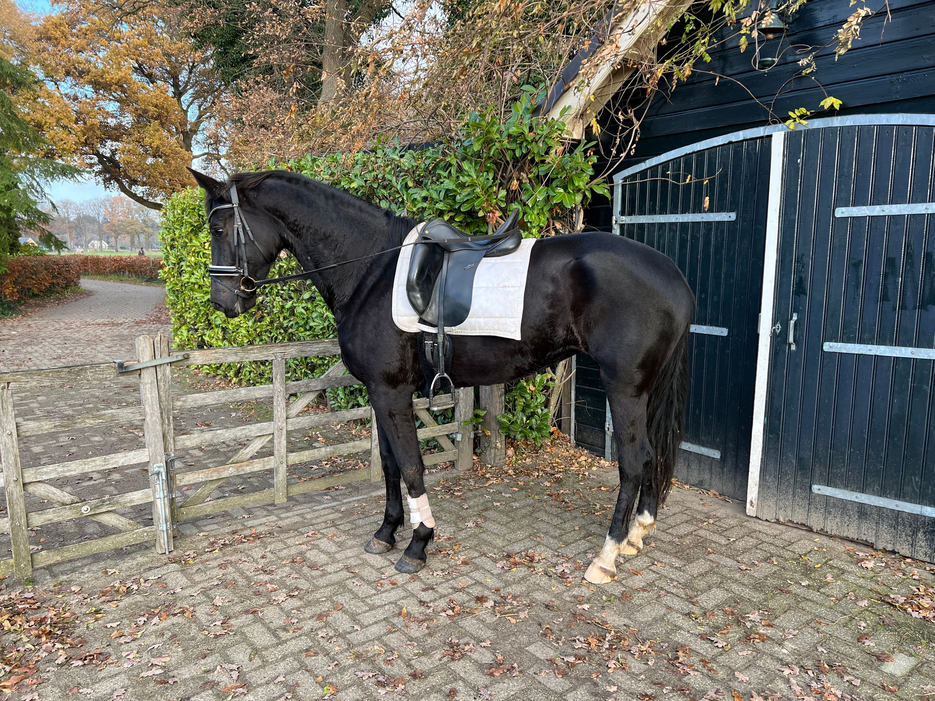 Imposing, black, 8yo mare out of a prestatie dam