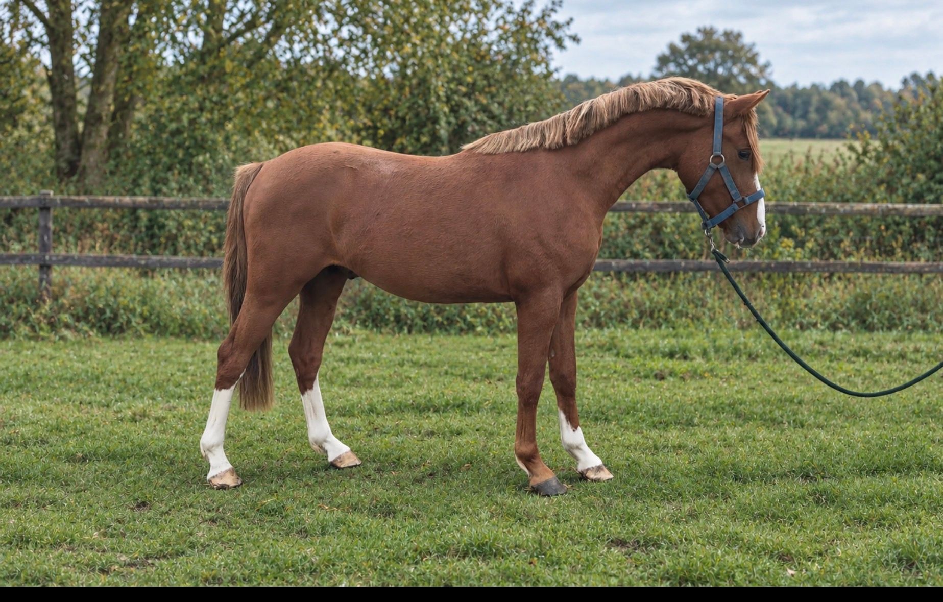 NRPS stallion