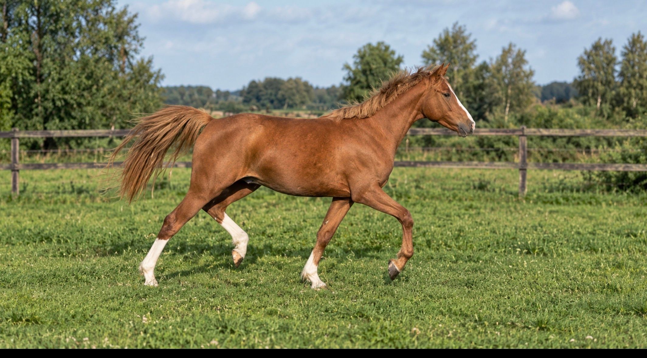 nrps allround-pony hengst 2 rokov vos na predaj - Foto 2