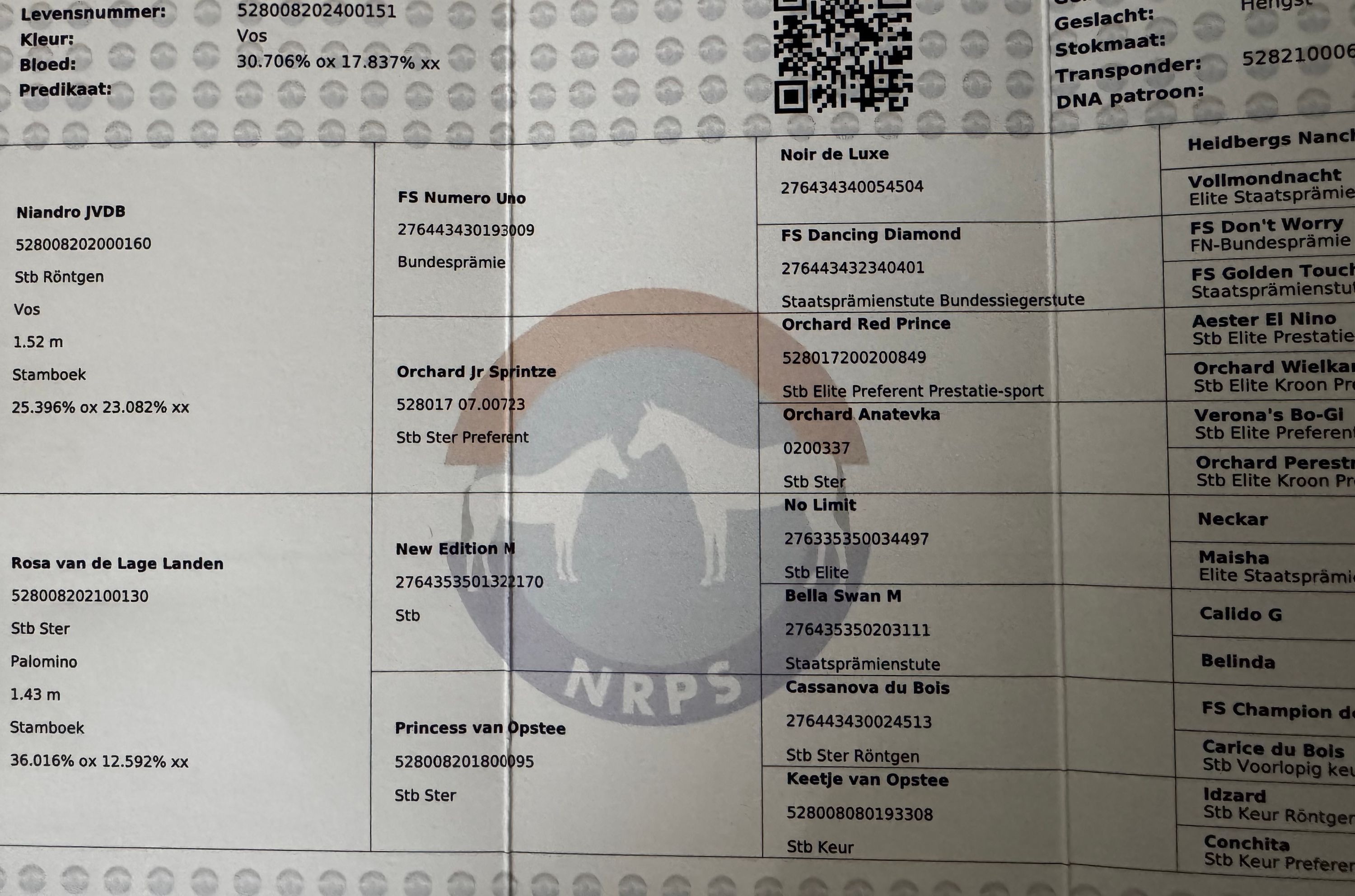 nrps allround-pony hengst 2 rokov vos na predaj - Foto 3