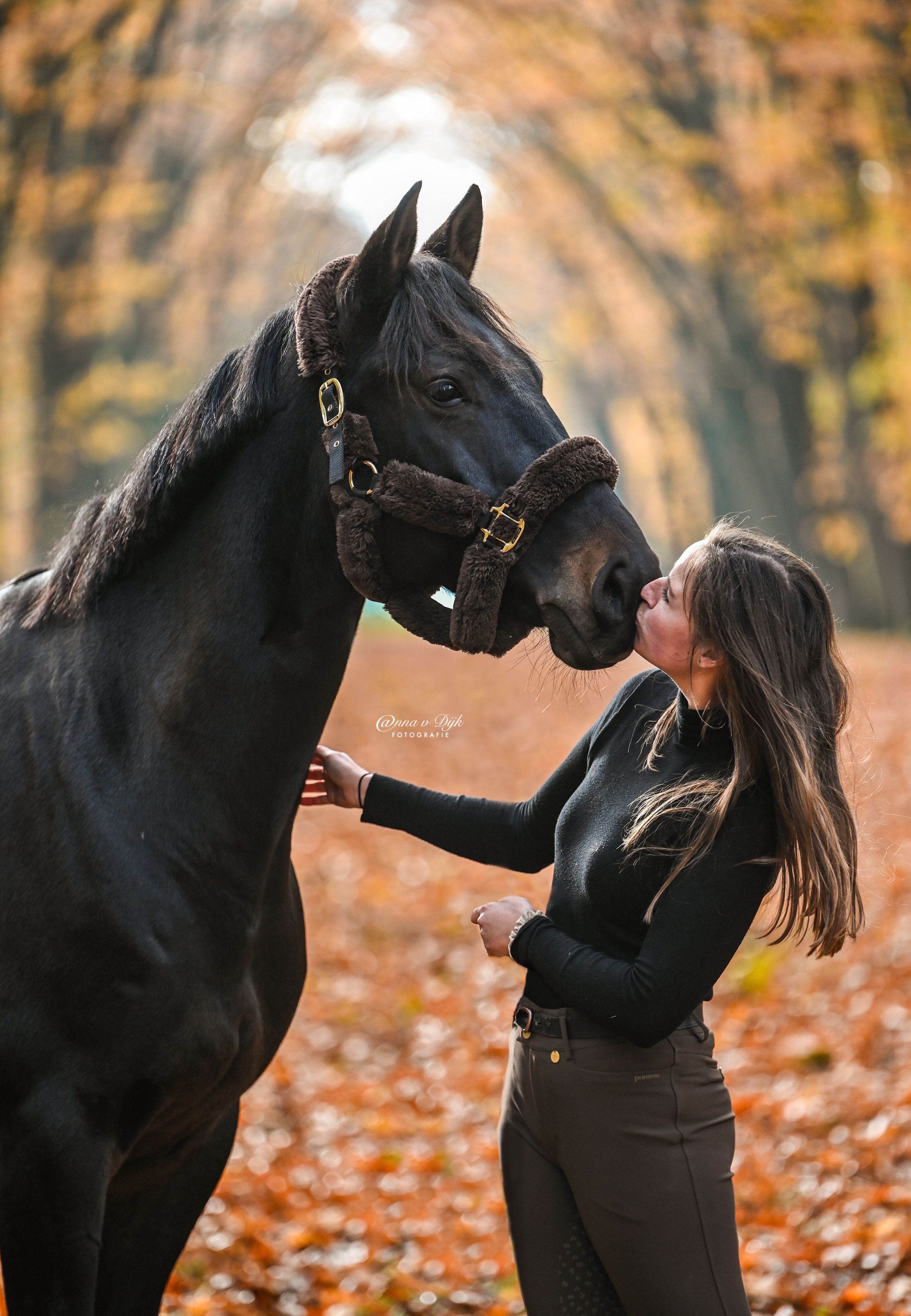 Knappe 9 jarige ruin te koop