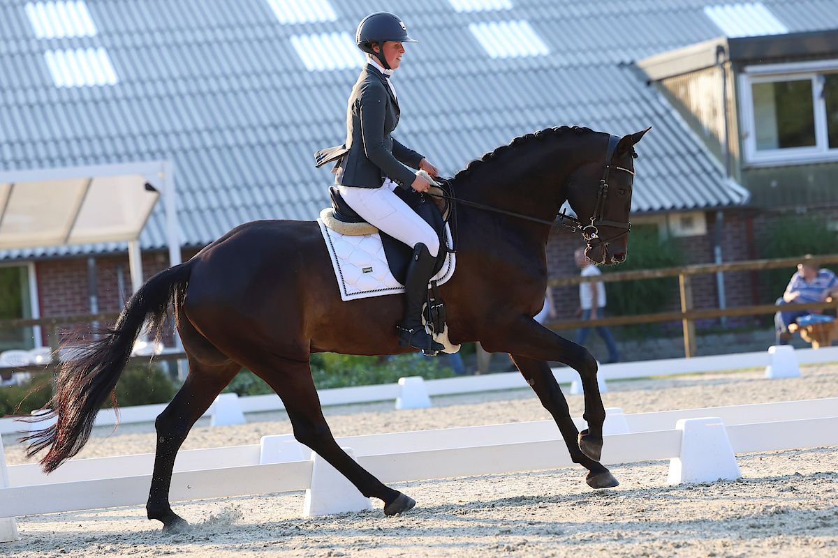 kwpn allrounder ruin 9 歳 zwart 売り出し中 - 写真 3
