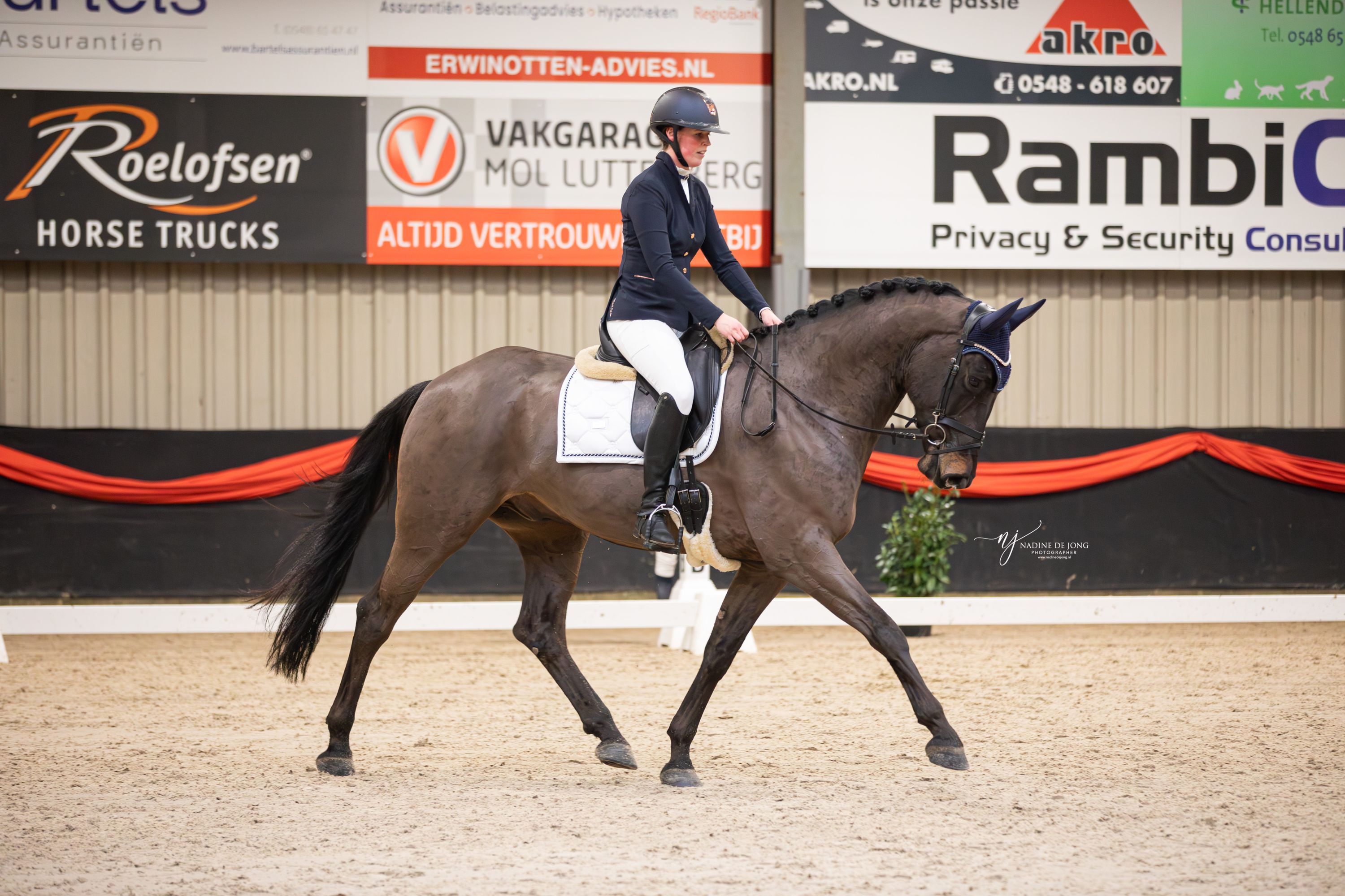 kwpn allrounder ruin 9 歳 zwart 売り出し中 - 写真 2