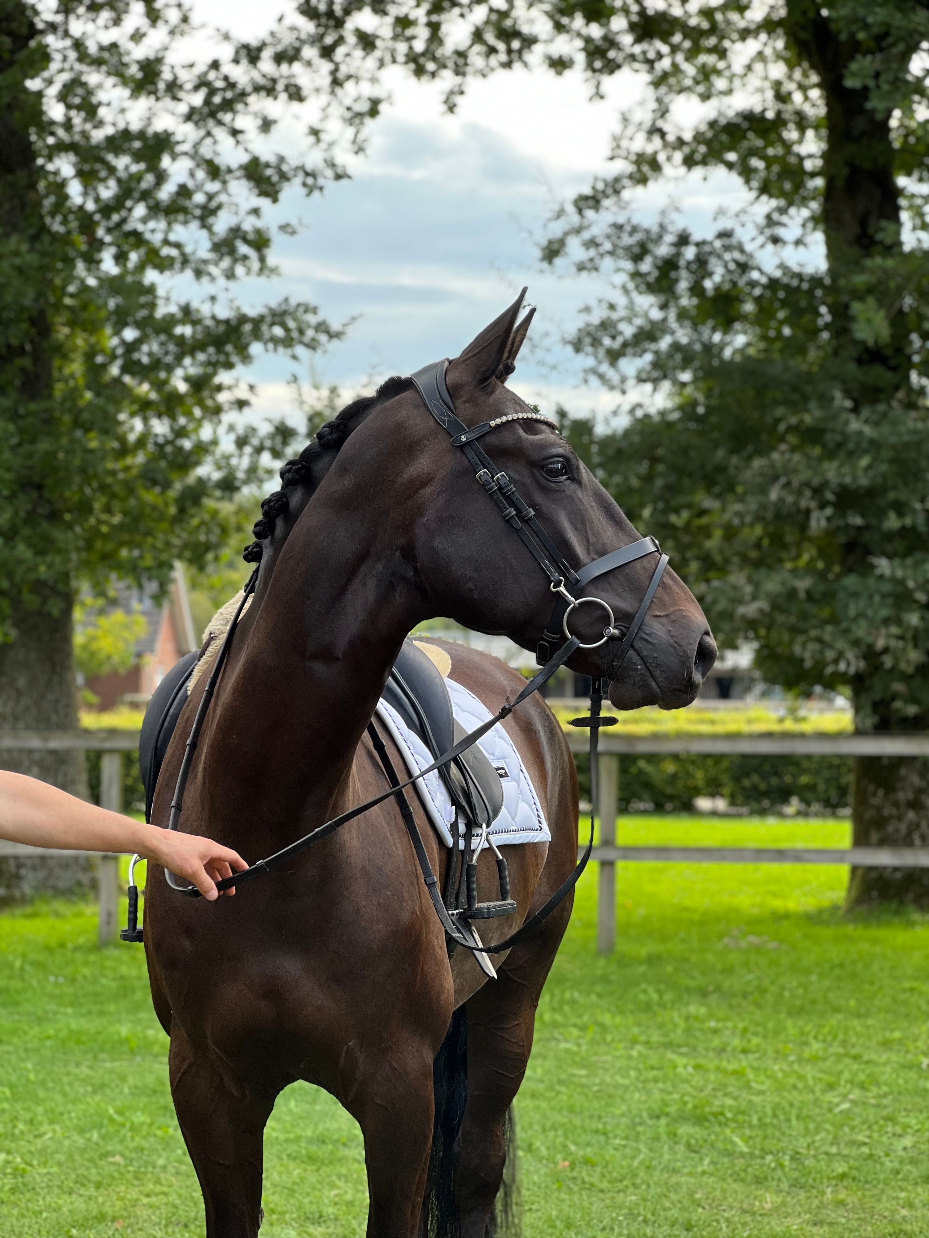 kwpn allrounder ruin 9 歳 zwart 売り出し中 - 写真 4