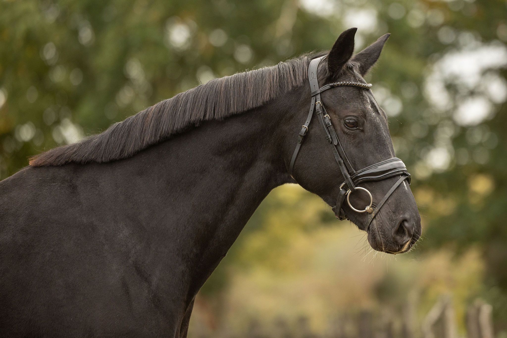 kwpn dressuurpaard merrie 6 år zwart till salu - Foto 3