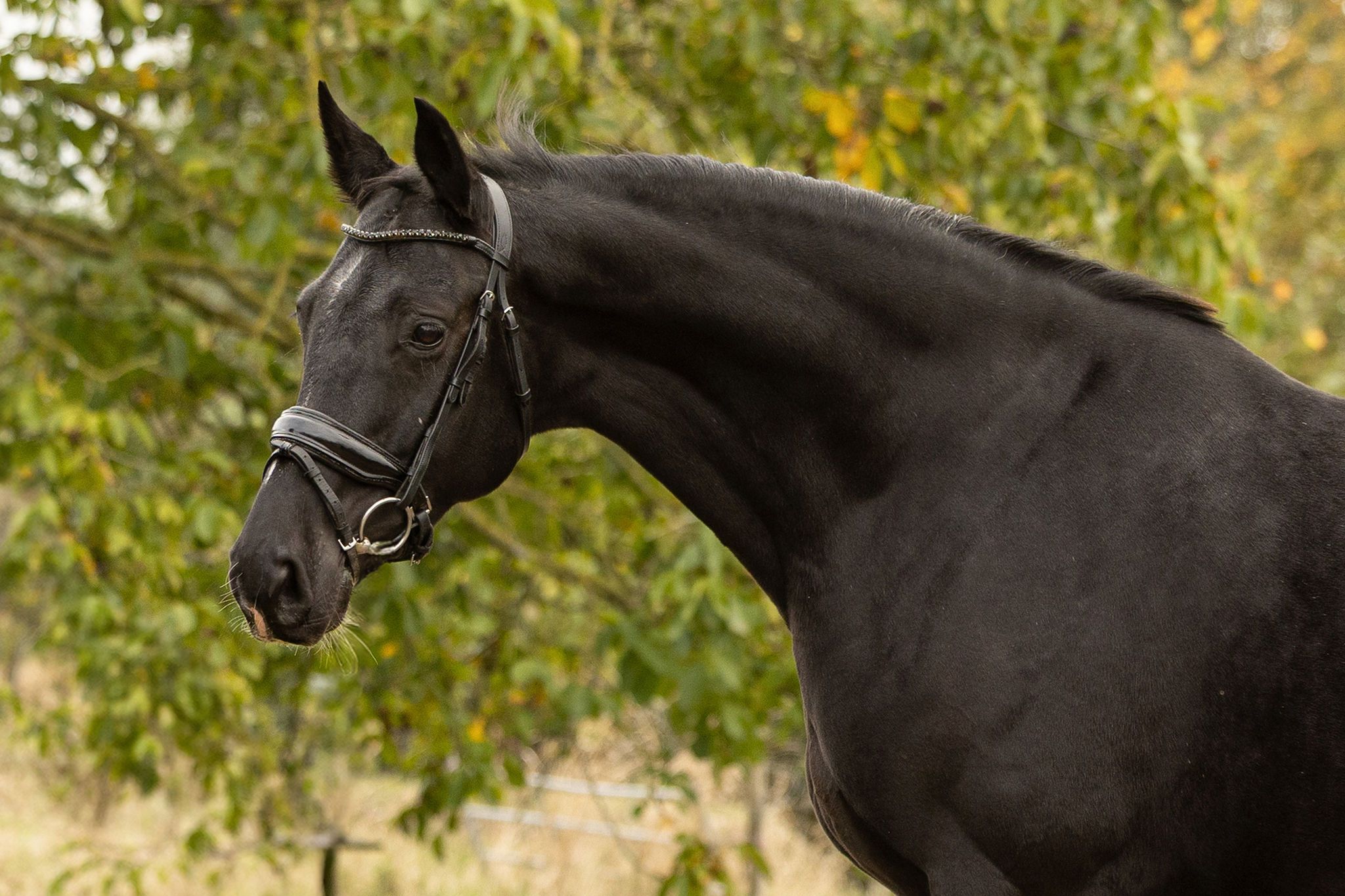 kwpn dressuurpaard merrie 6 år zwart till salu - Foto 5