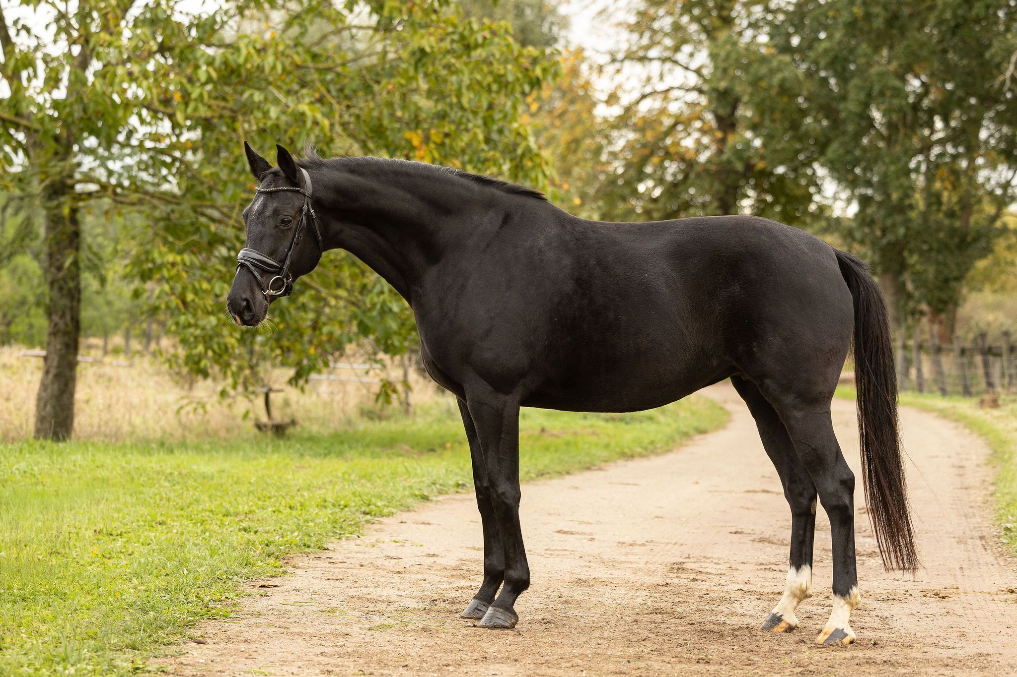 kwpn dressuurpaard merrie 6 år zwart till salu - Foto 4
