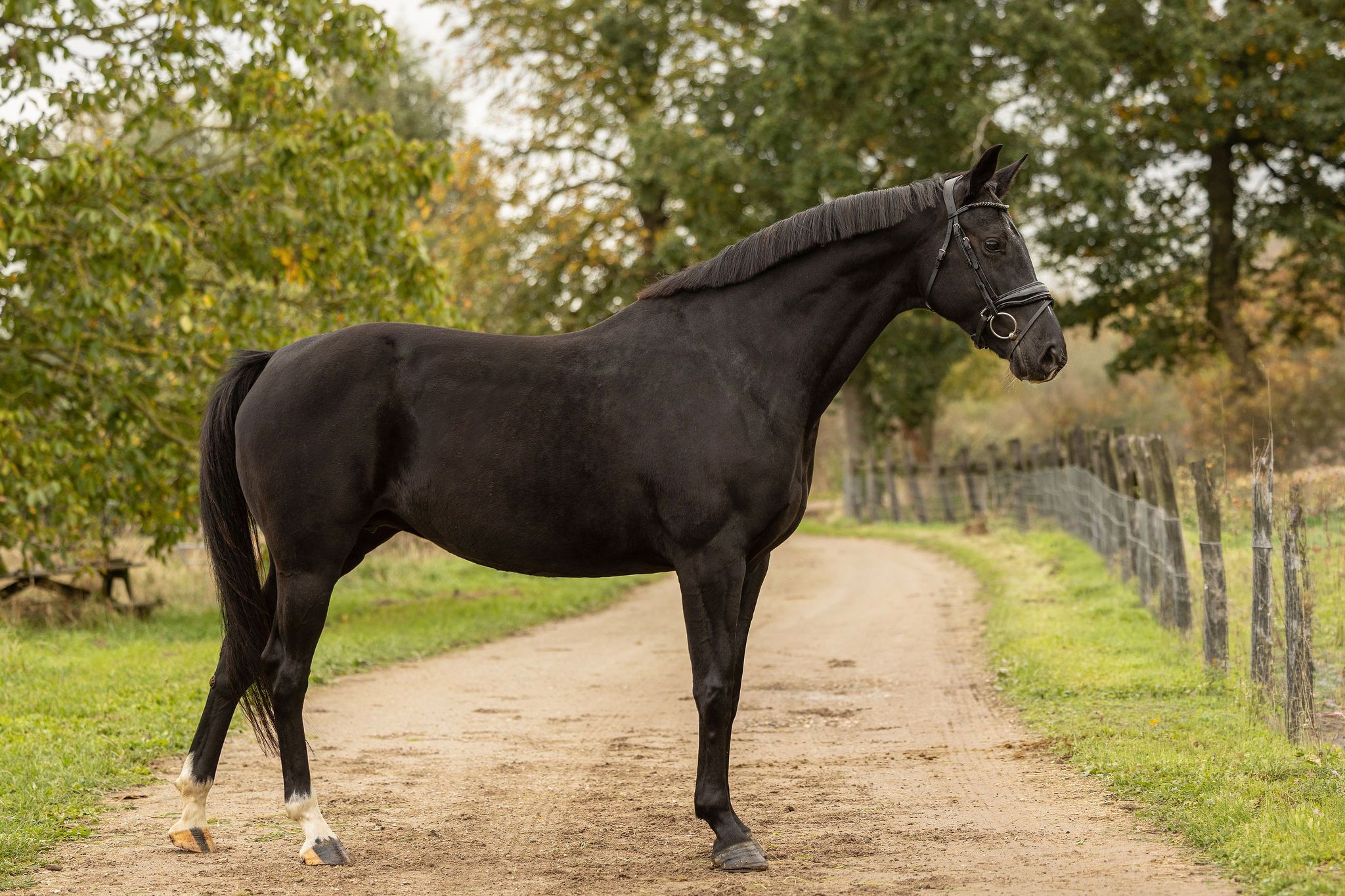 kwpn dressuurpaard merrie 6 år zwart till salu - Foto 2