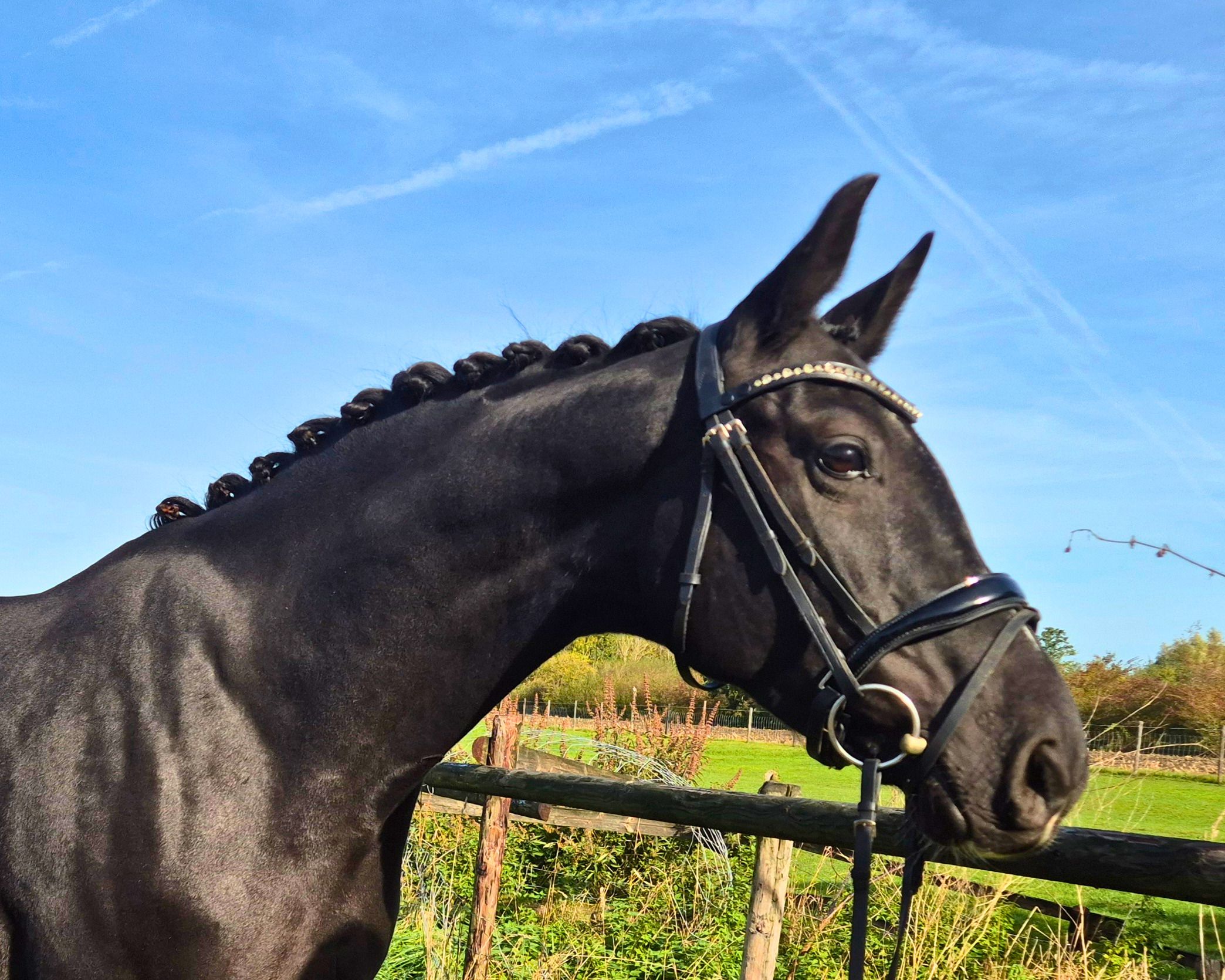 kwpn dressuurpaard merrie 6 år zwart till salu - Foto 6