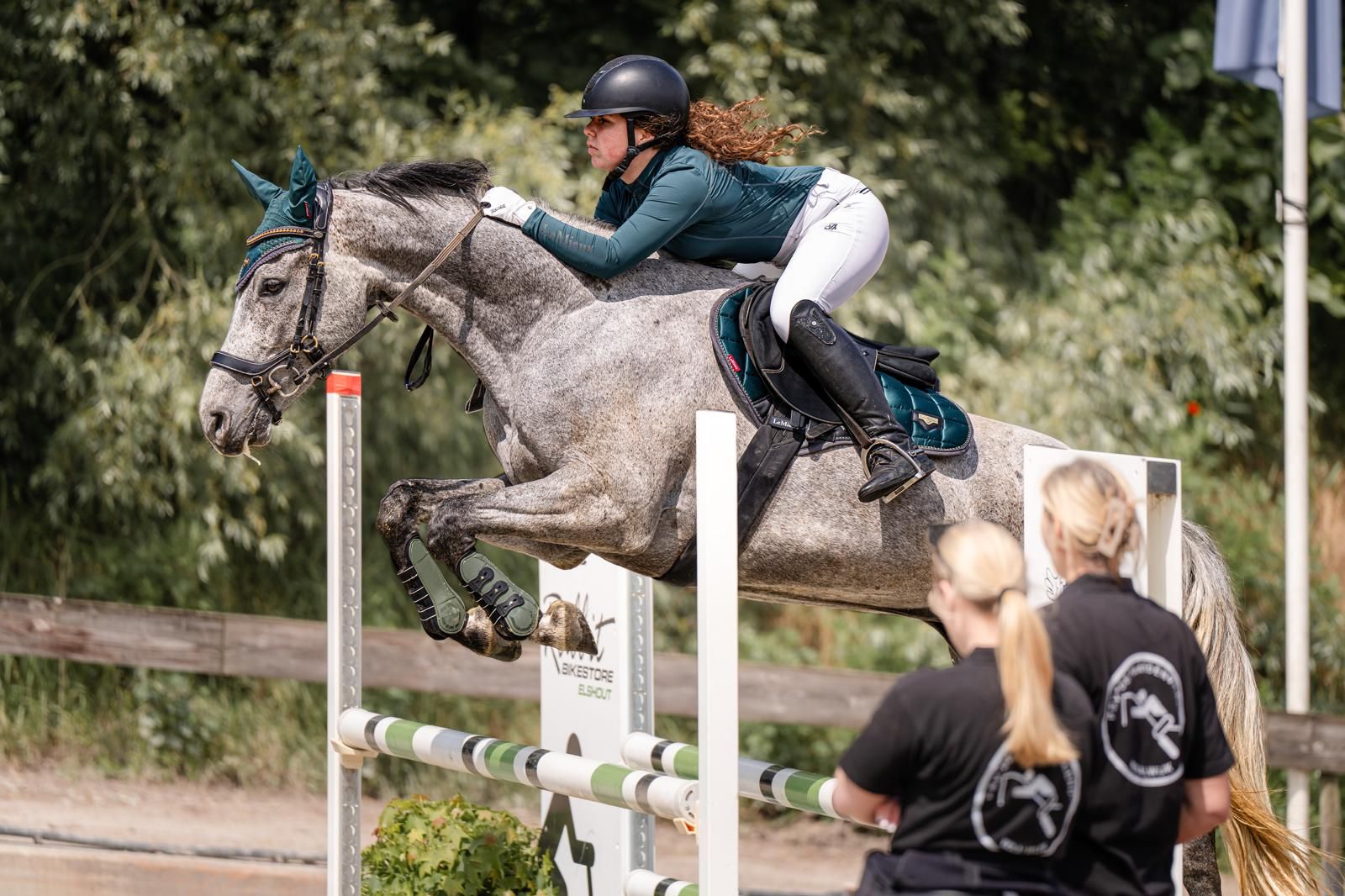 Allroundpferd, 7-jähriger Zangersheide Wallach.