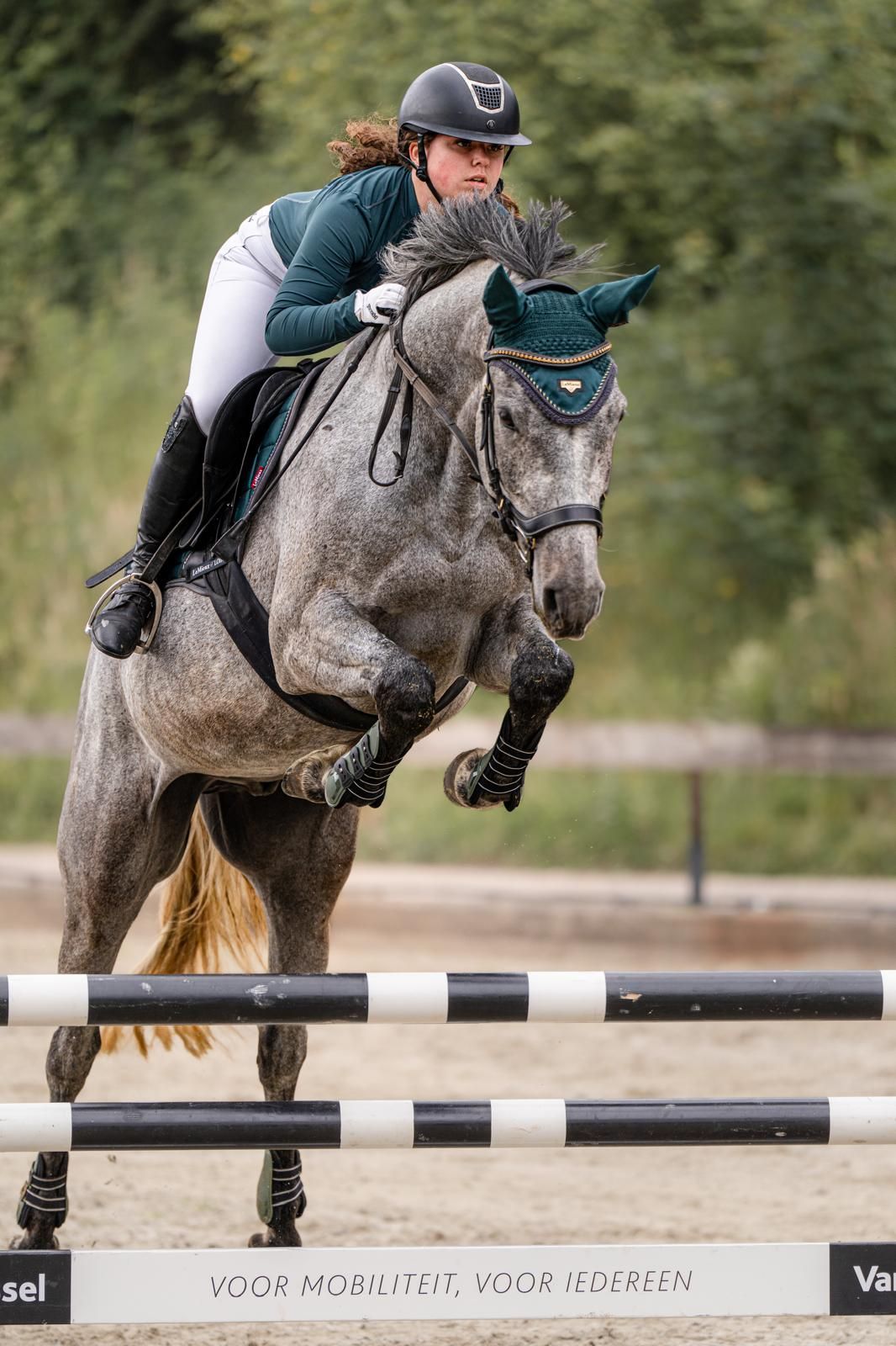 zangersheide recreatie-paard ruin 7 años schimmel en venta - Foto 2