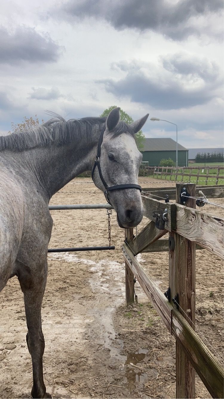 zangersheide recreatie-paard ruin 7 años schimmel en venta - Foto 3