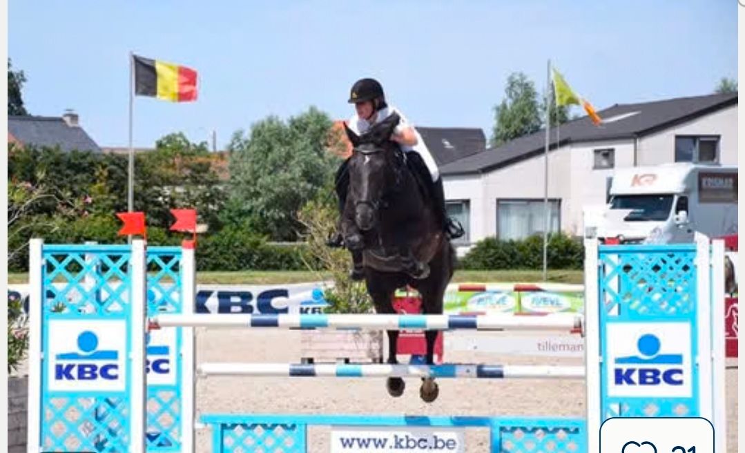 bwp springpaard merrie 10 Jahre alt zwart zu verkaufen - Foto 2