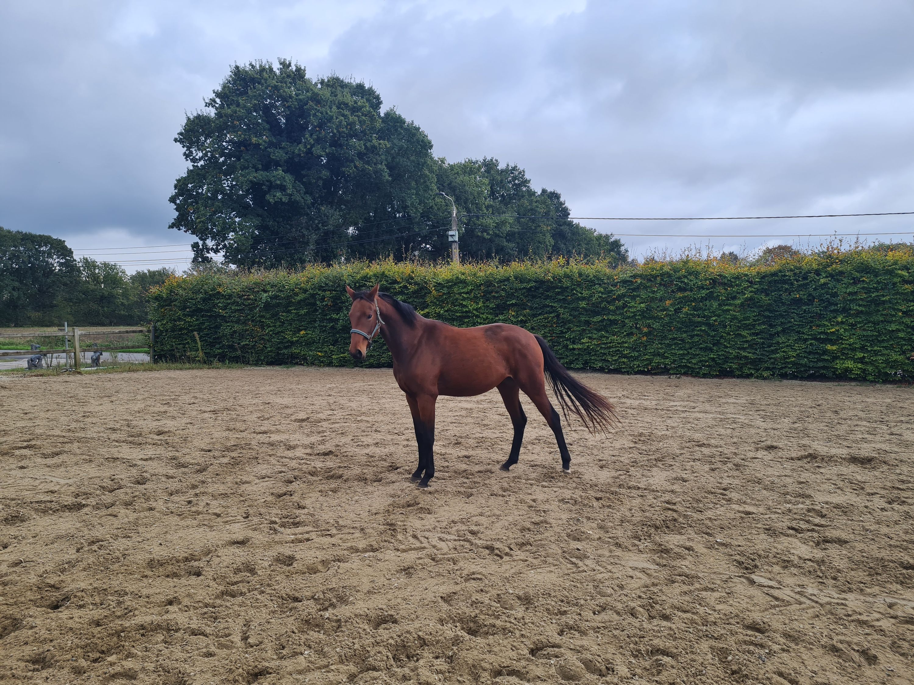 bwp dressuurpaard merrie 2 years old bruin for sale - Photo 2