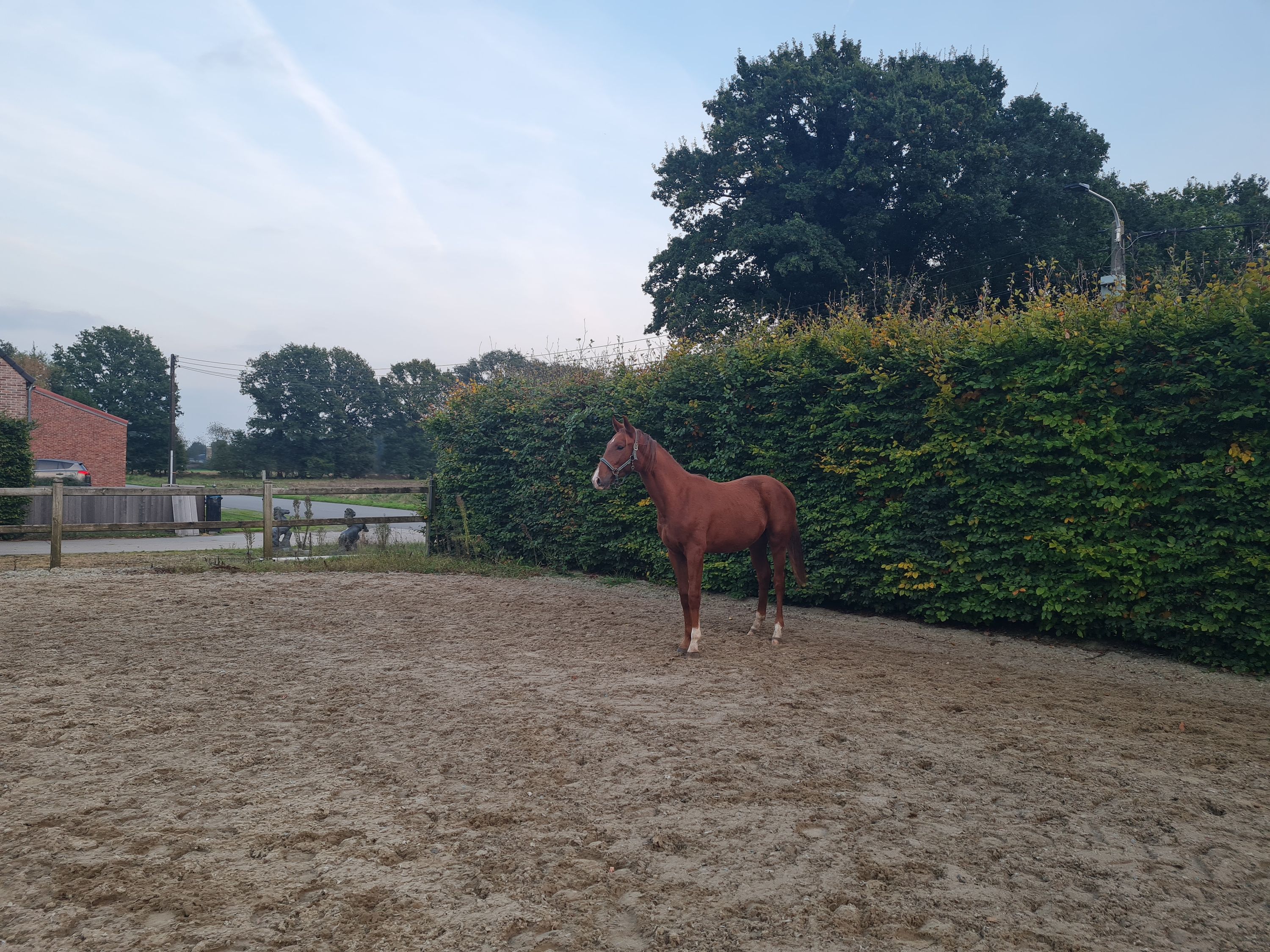 bwp dressuurpaard hengst 1 años vos en venta - Foto 2