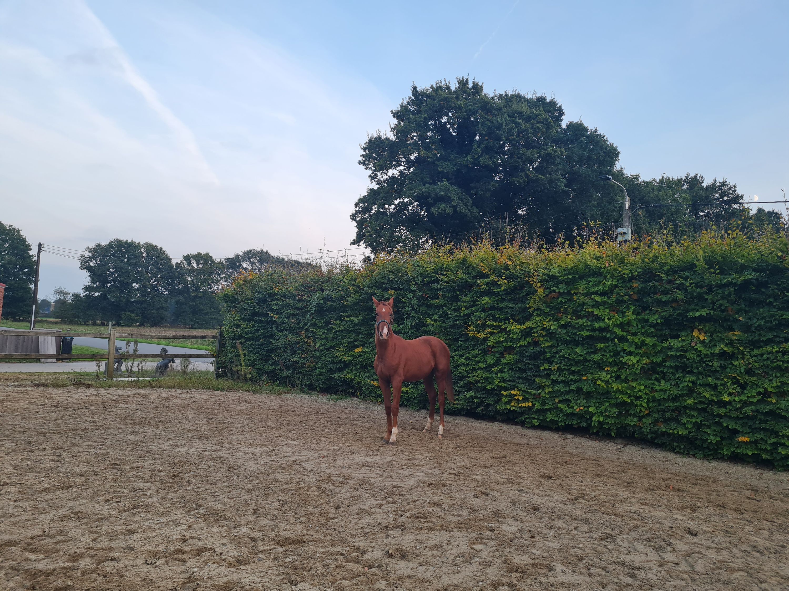 bwp dressuurpaard hengst 1 años vos en venta - Foto 3